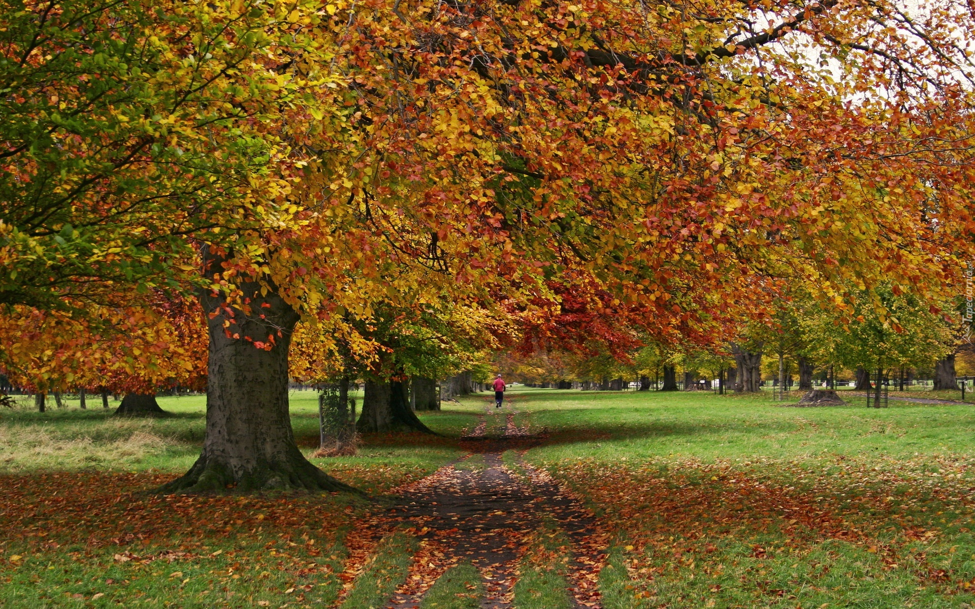 Park, Jesień, Zieleń, Liście