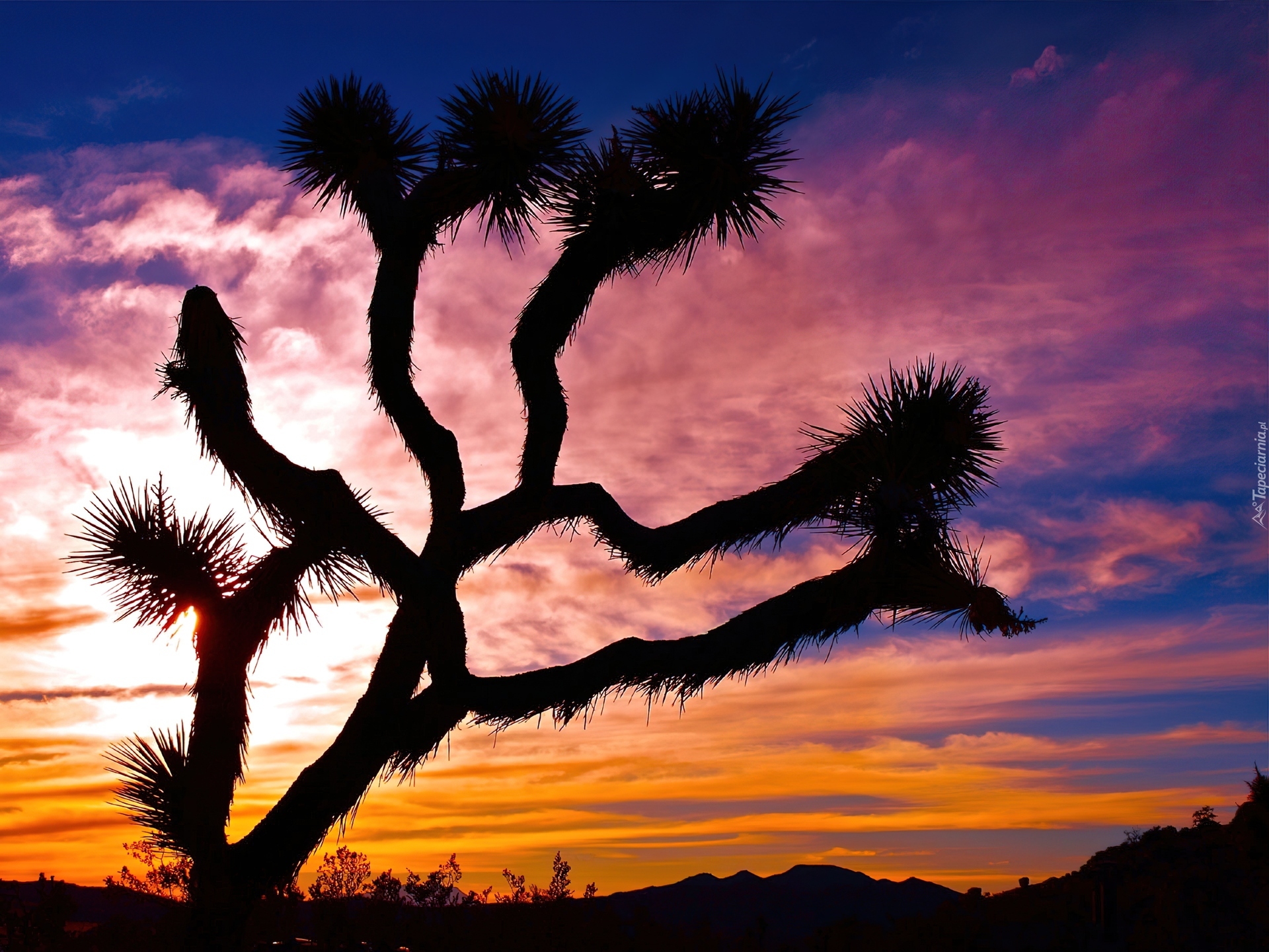 Stany Zjednoczone, Stan Kalifornia, Park Narodowy Joshua Tree, Drzewo Jozuego, Jukka krótkolistna