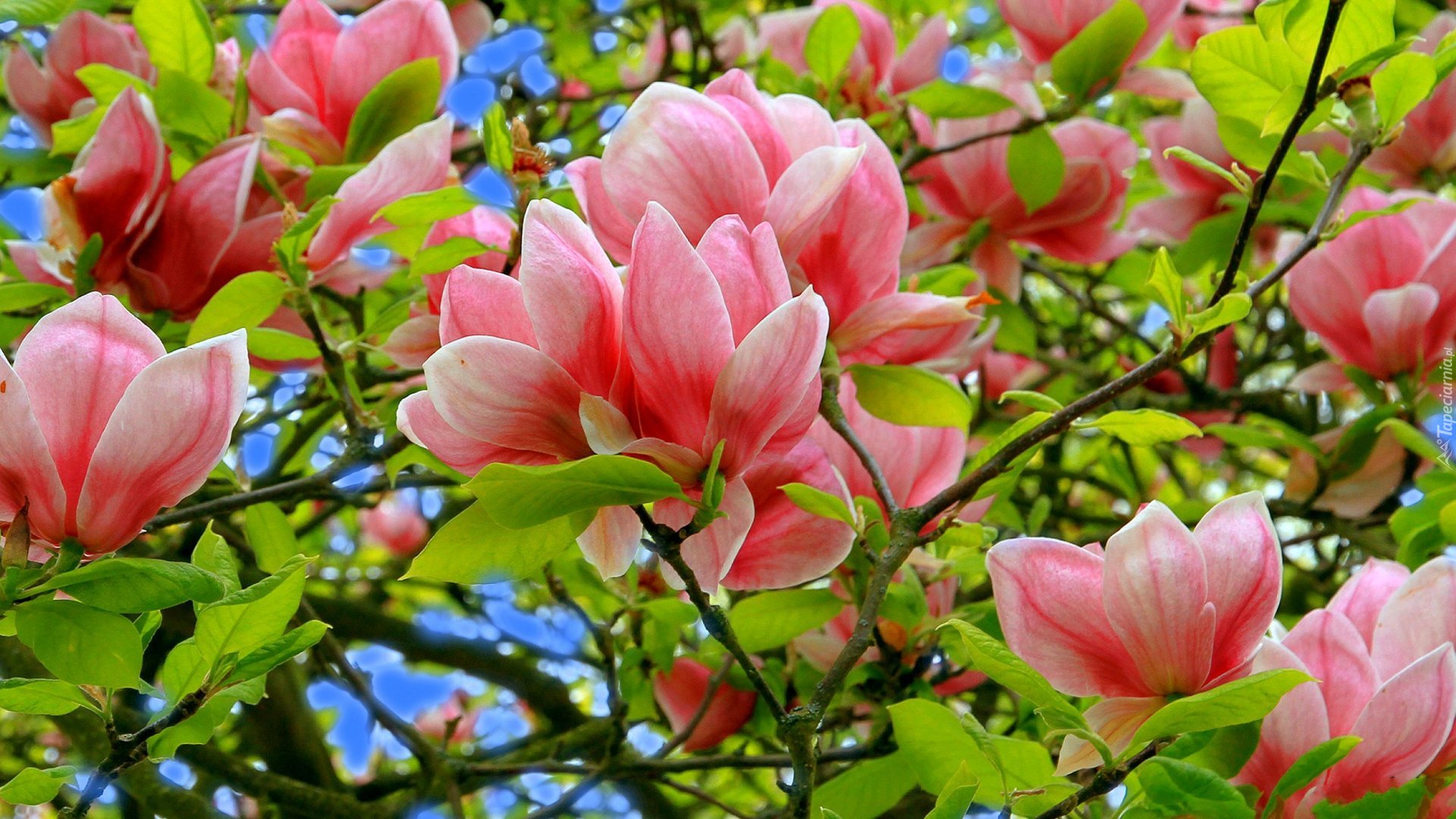 Kwiaty, Magnolii