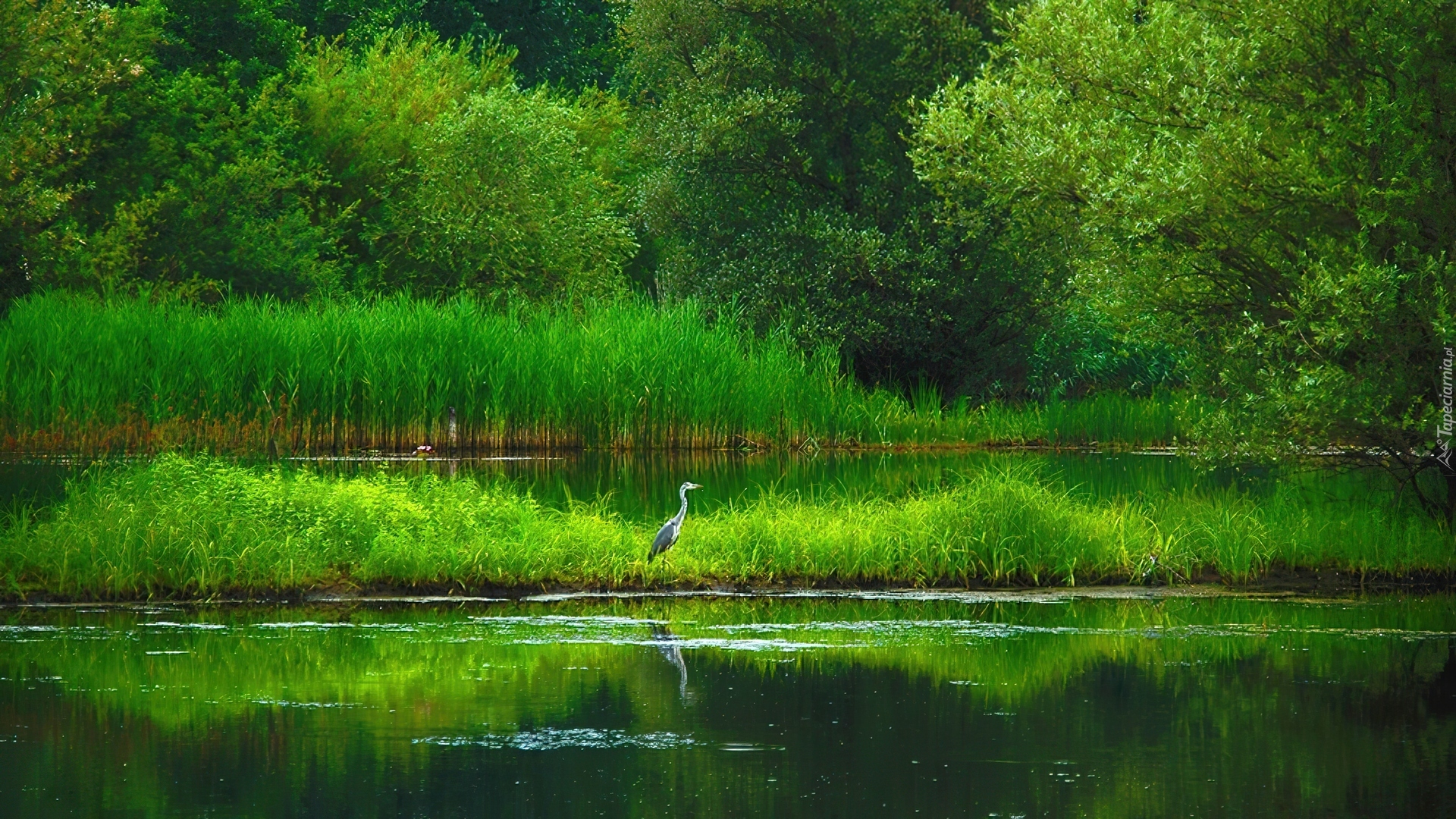 Jezioro, Szuwary, Czapla, Las