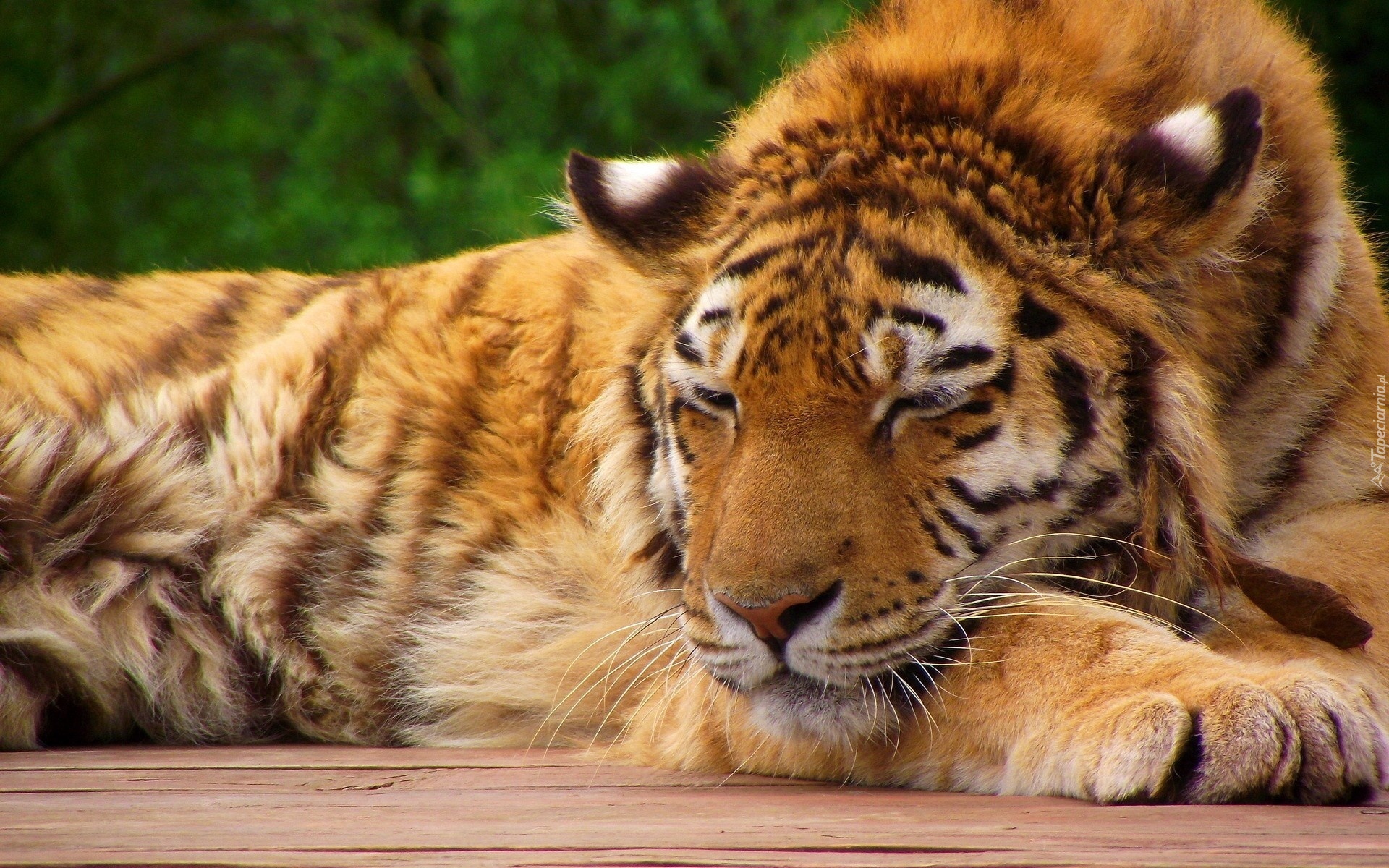 Tygrys, Odpoczynek, Zieleń