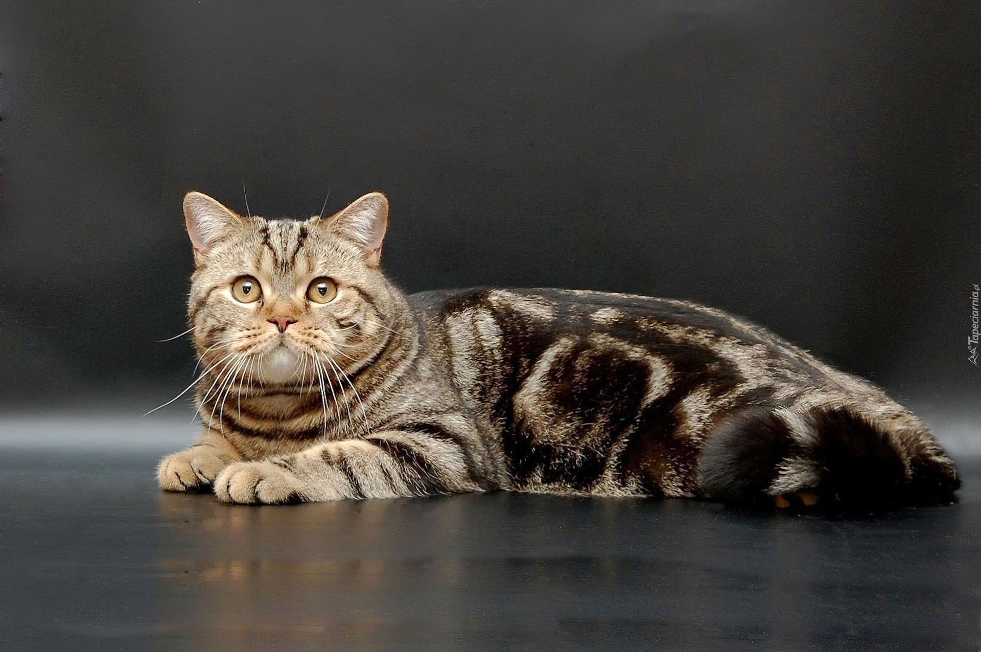 Кошки табби порода фото и описание цена. Мраморный Мэнкс табби. Британская Сильвер табби. Американская короткошерстная кошка табби. Американская короткошерстная табби Браун.