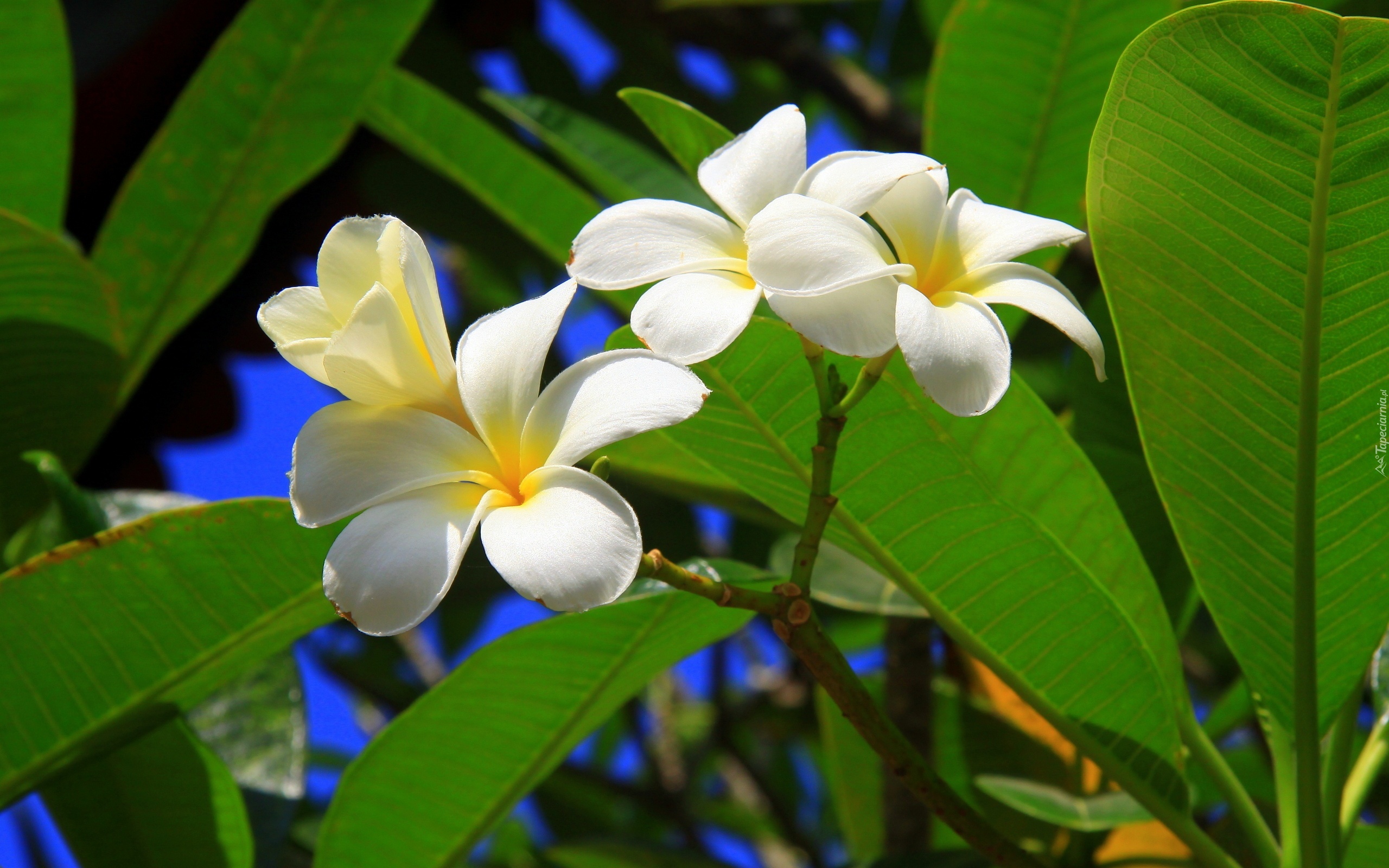 Białe, Kwiaty, Plumeria