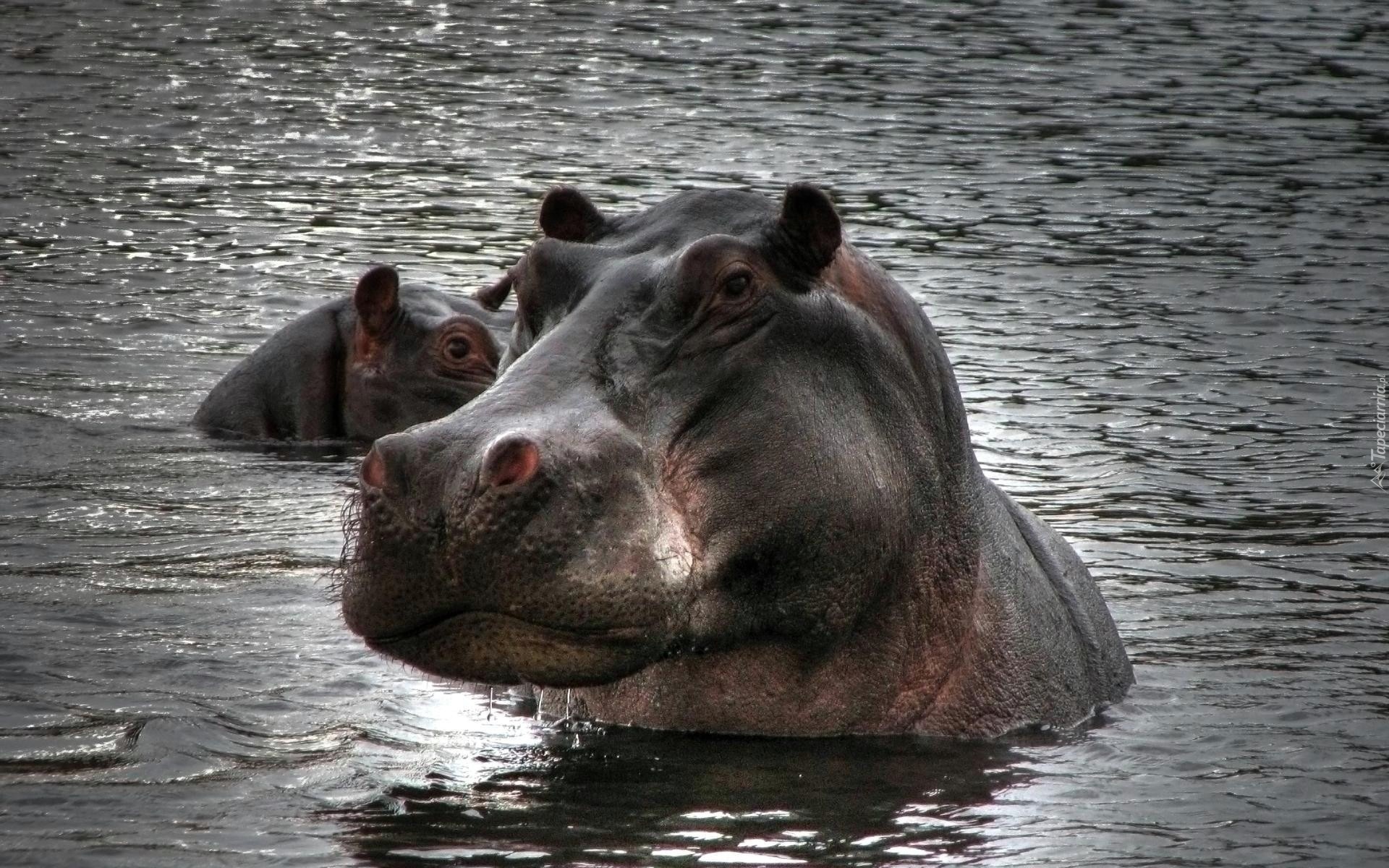 Dwa, Hipopotamy, Woda