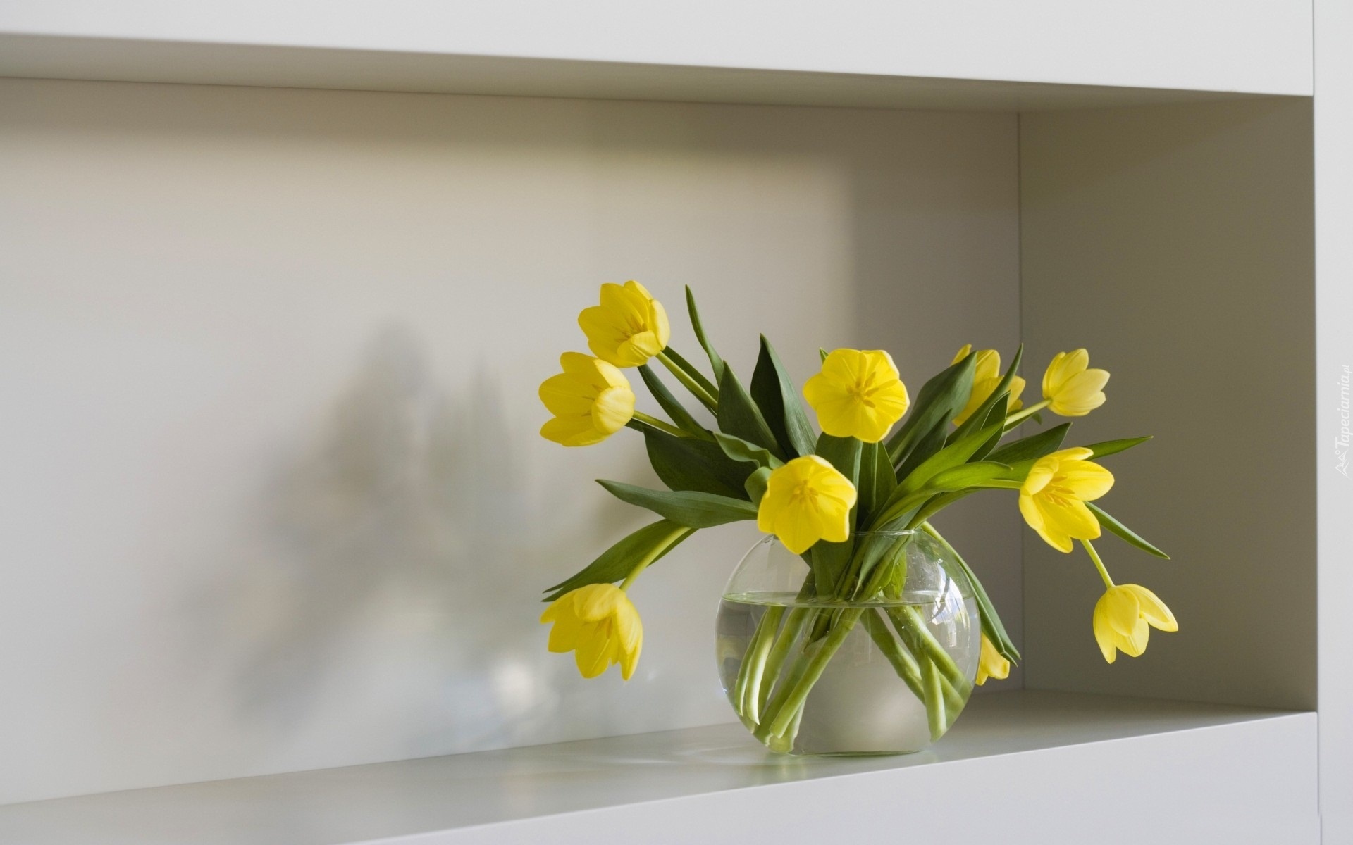 Żółte, Tulipany
