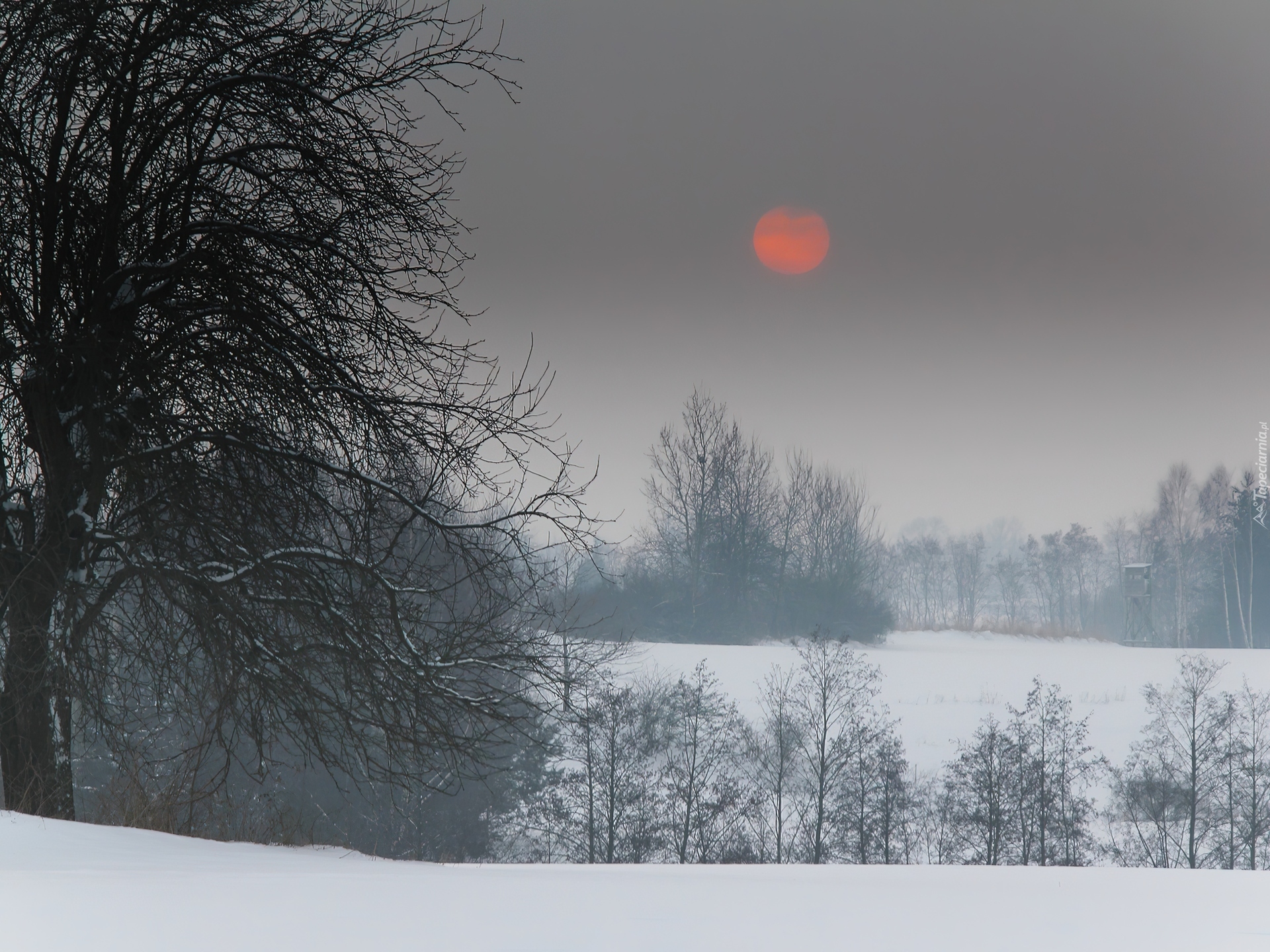 Zima, Drzewa, Cerwone, Słońce