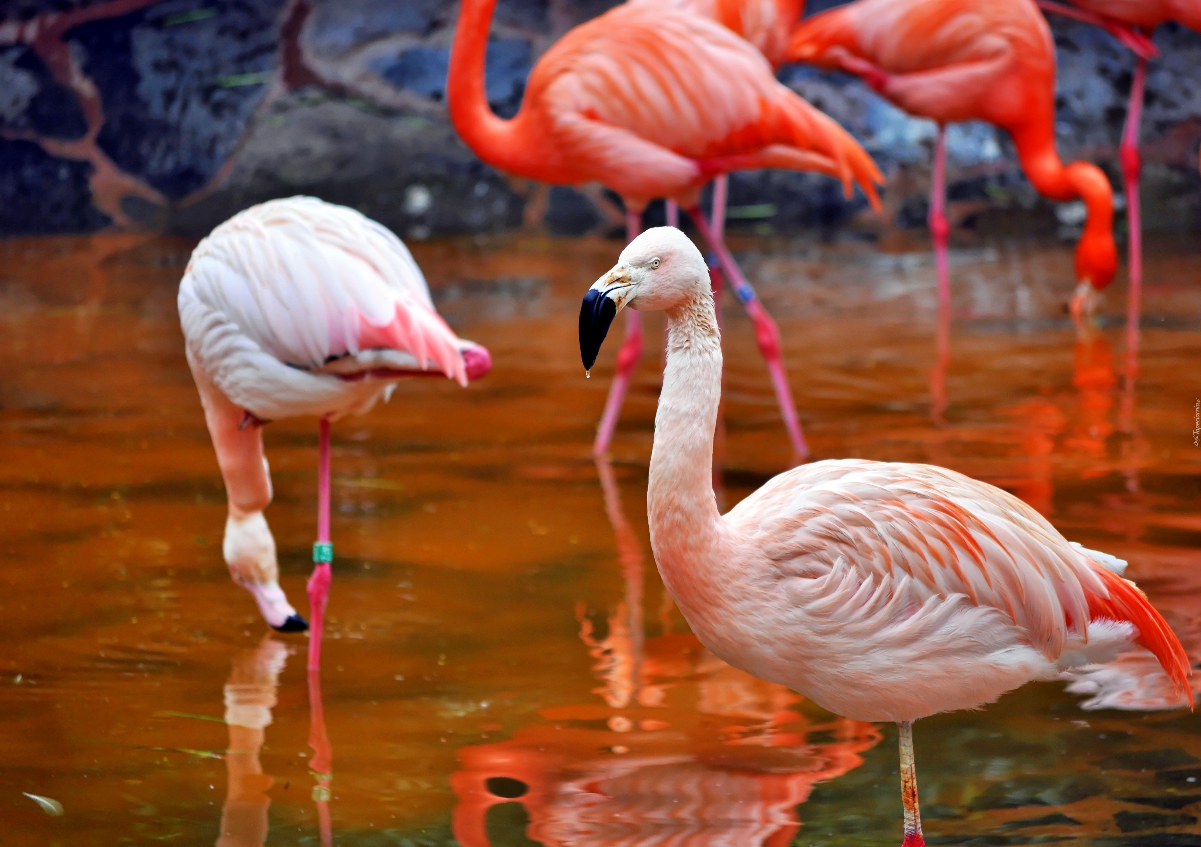 Flamingi