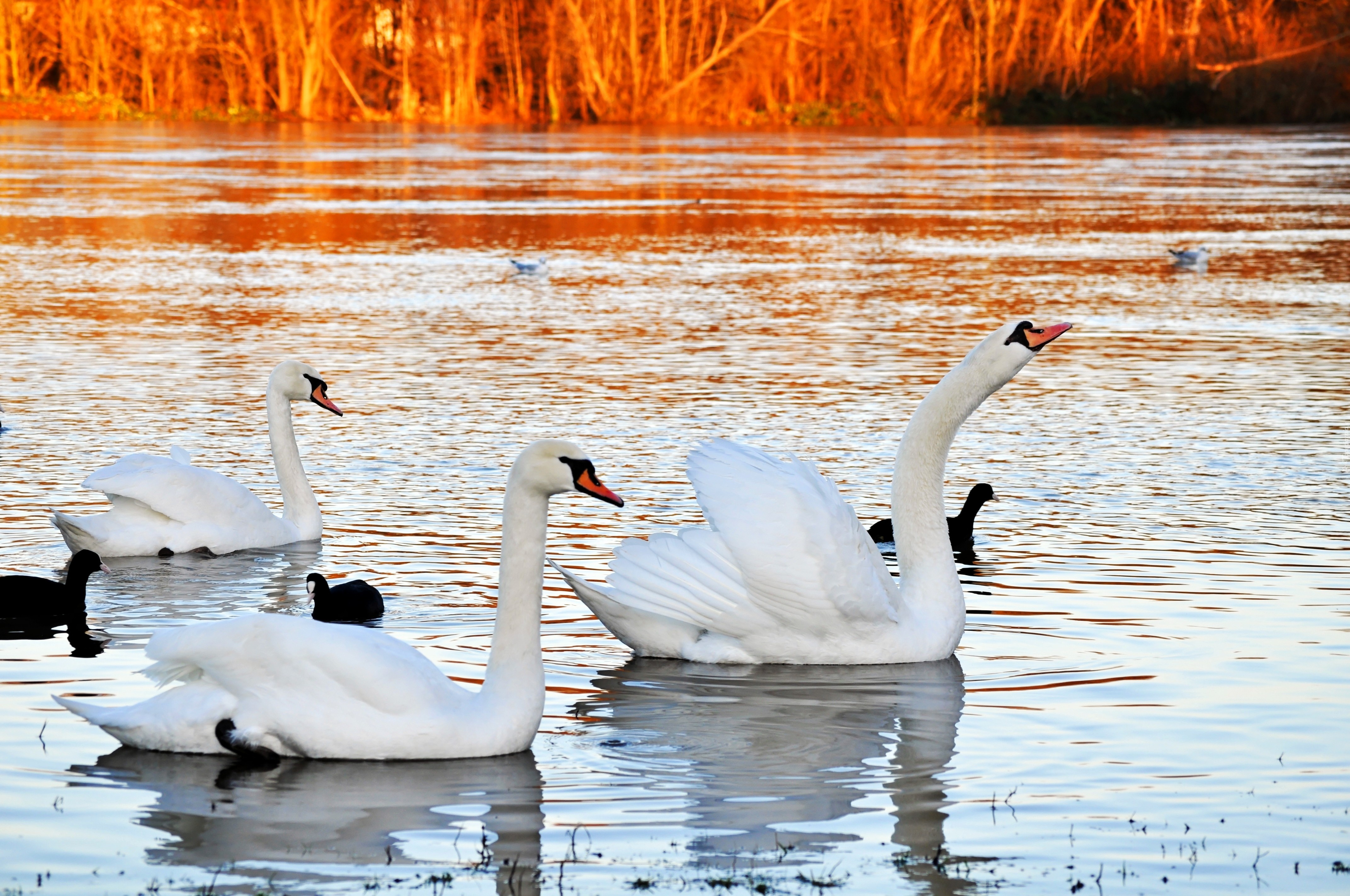 Белые лебеди на озере. «Лебеди в пруду» Василе Паскару. Чистые пруды лебеди. Фото лебедей на озере. Лебеди на озере.