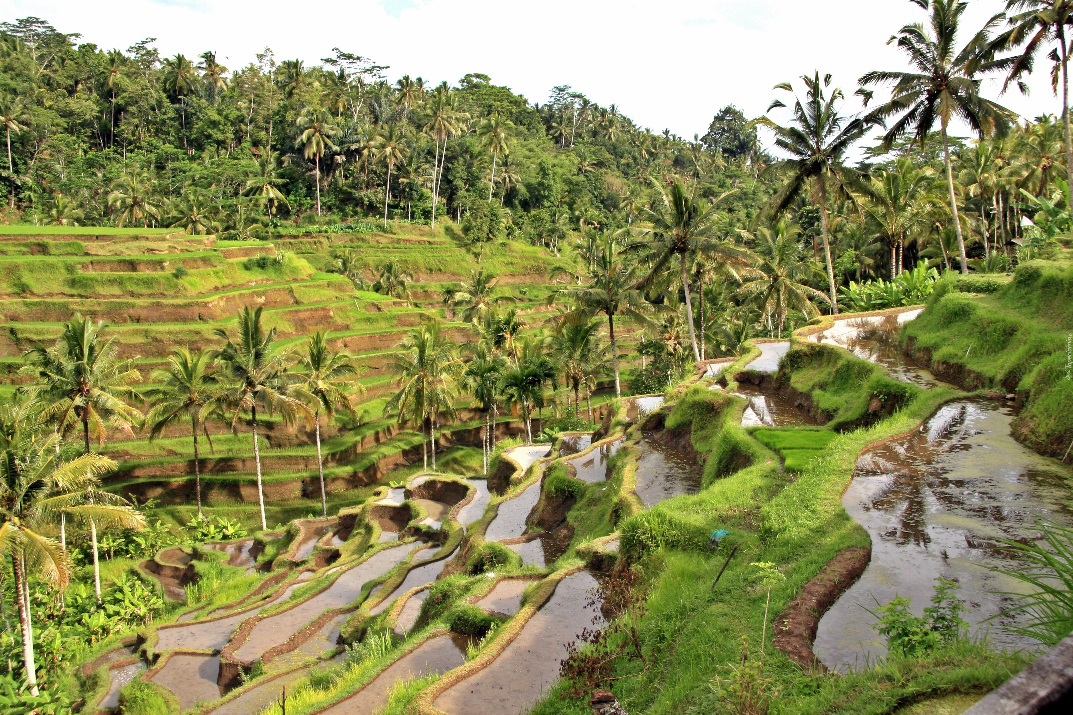 Bali, Indonezja, Pola, Ryżowe