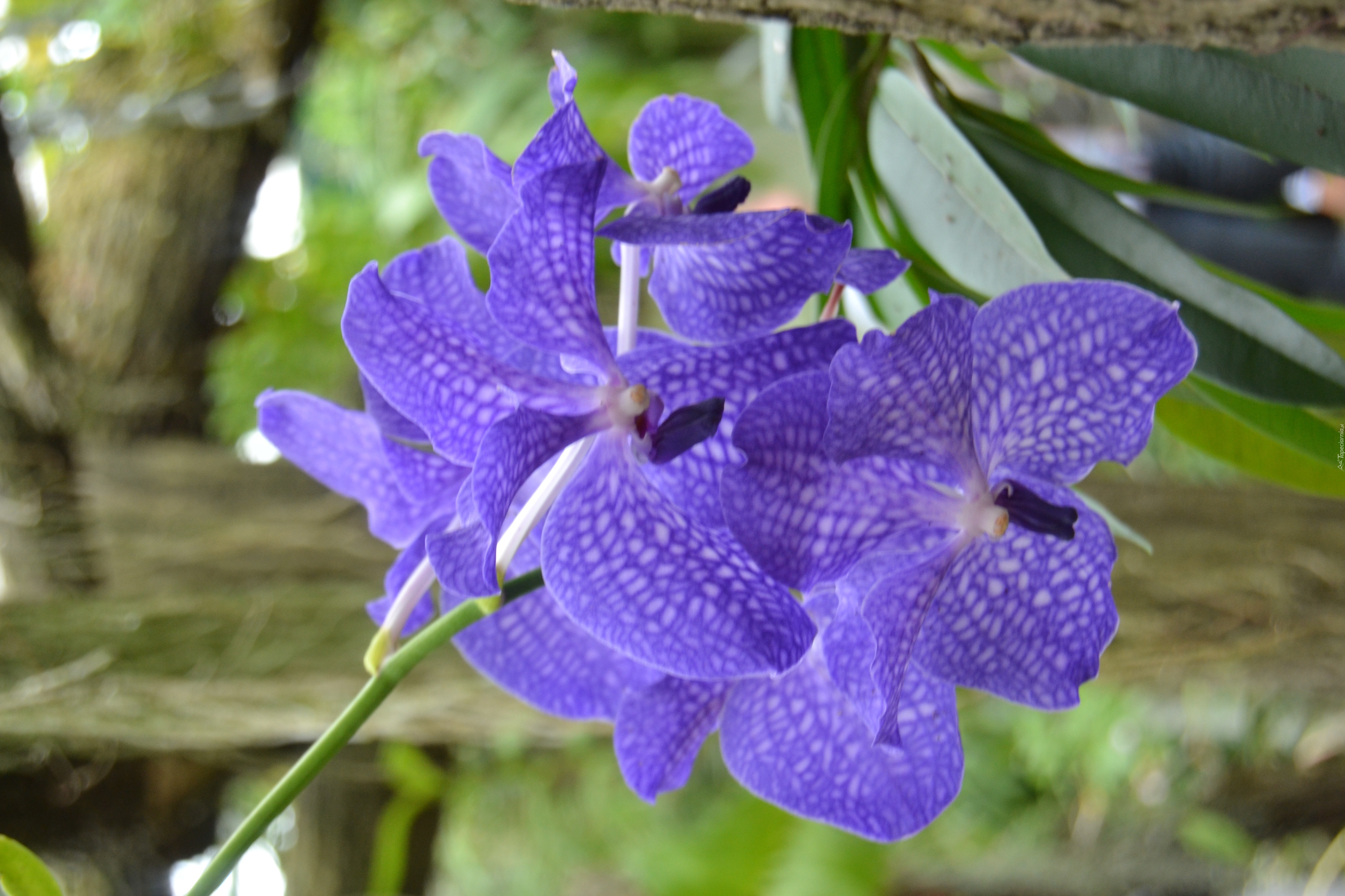 Orchidea