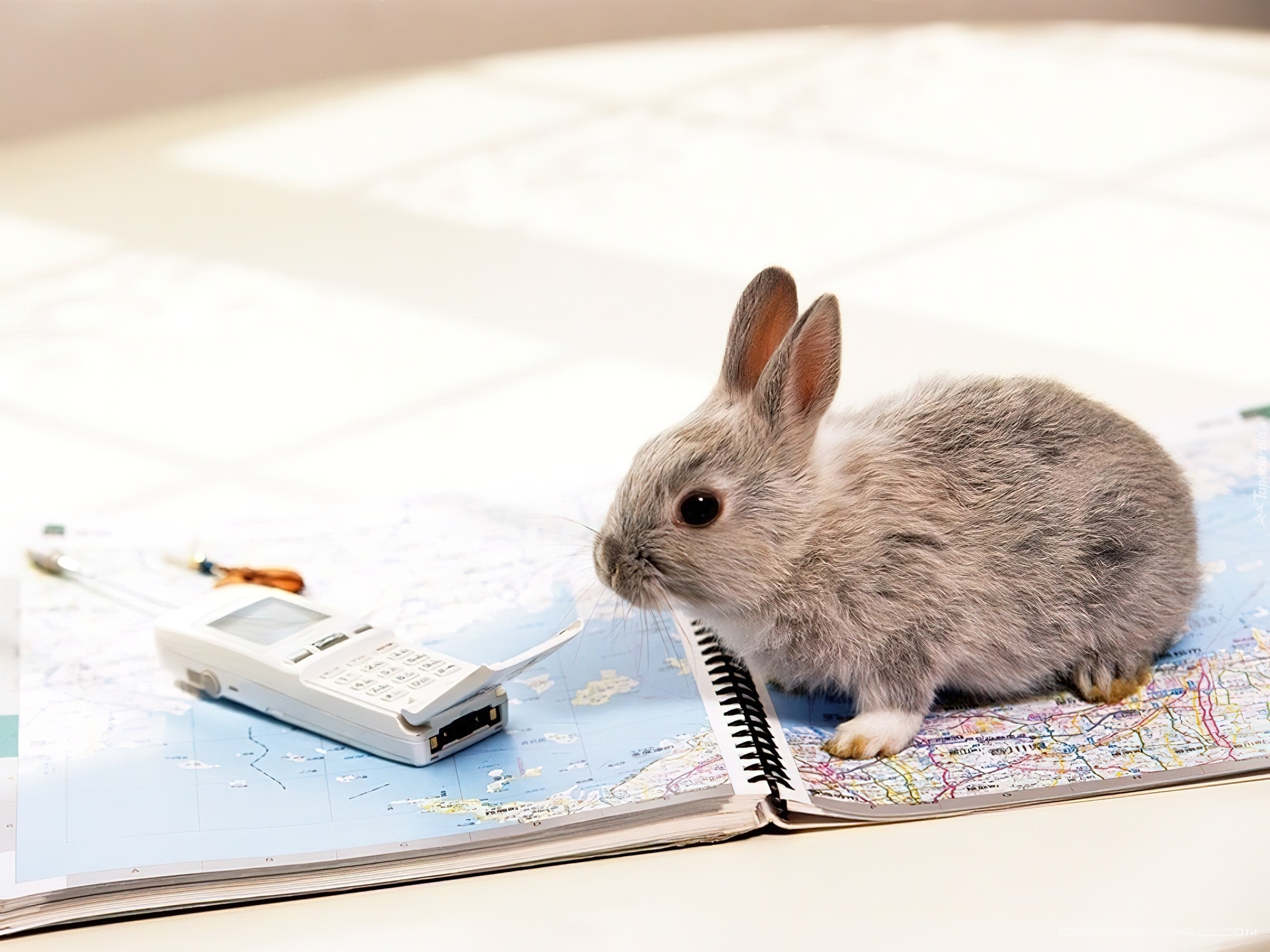 Office krolik. Кролик. Заяц за компьютером. Кролик за компьютером. Зайчик за компьютером.