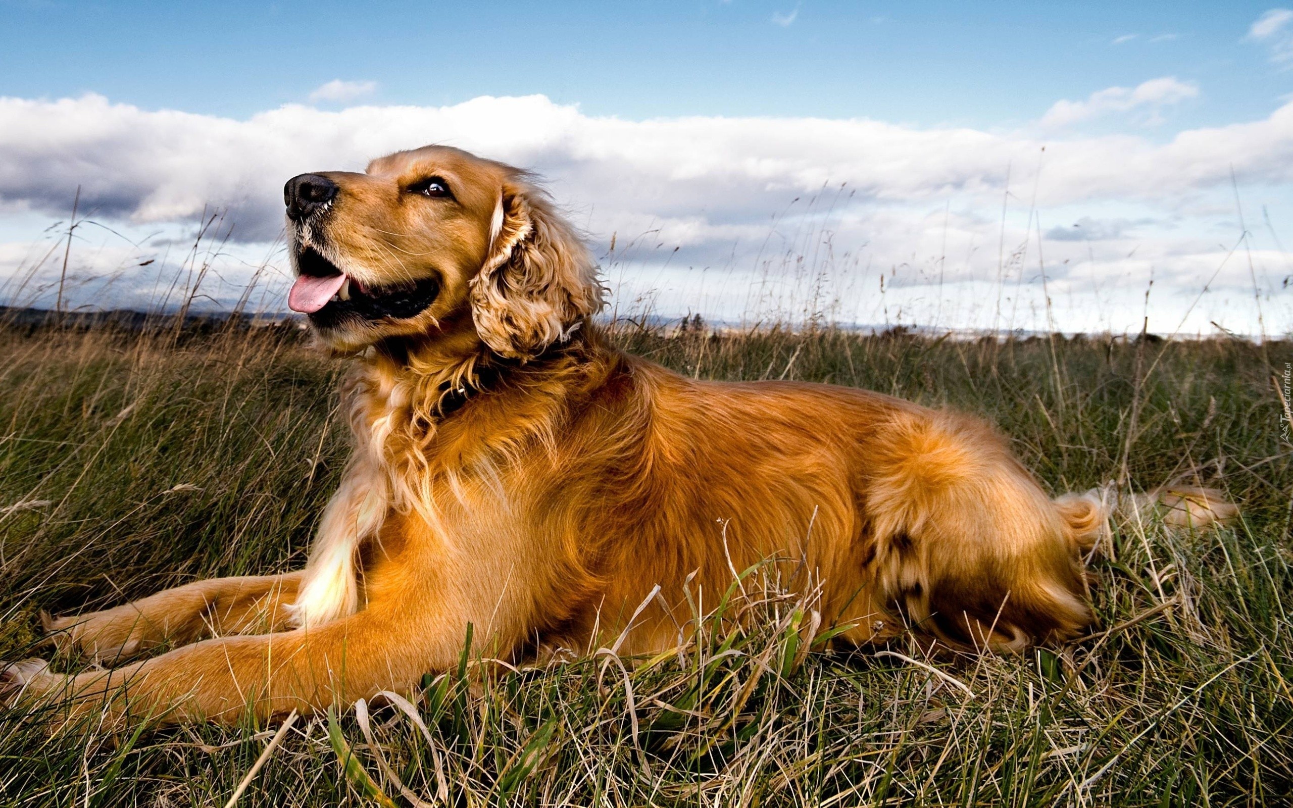 Pies, Golden Retriever, Trawa, Niebo, Chmury