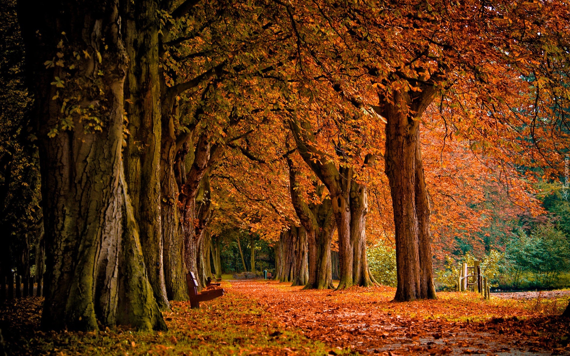 Park, Jesień, Liście