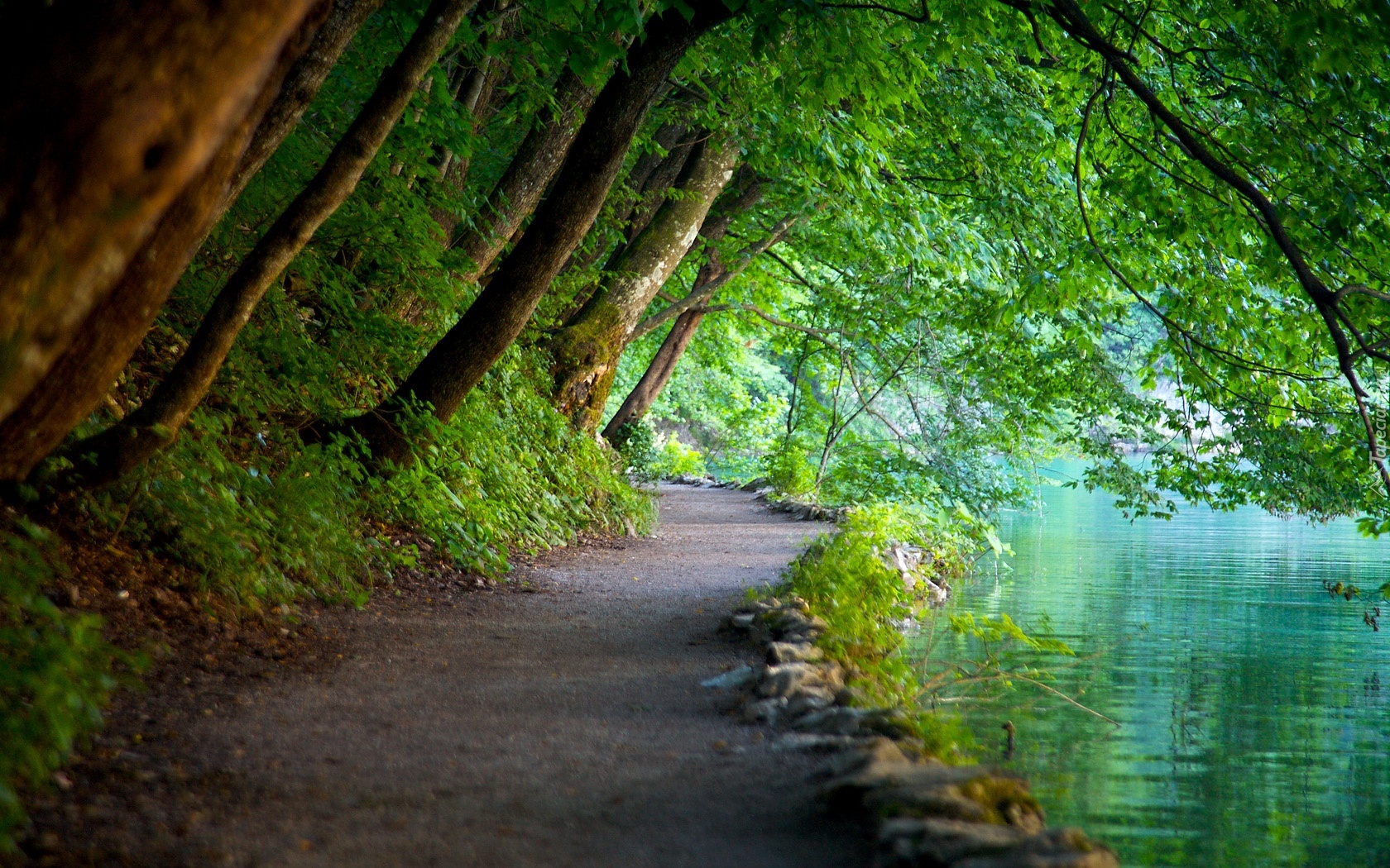 Park Narowodwy Plitwickie, Woda, Drzewa, Ścieżka