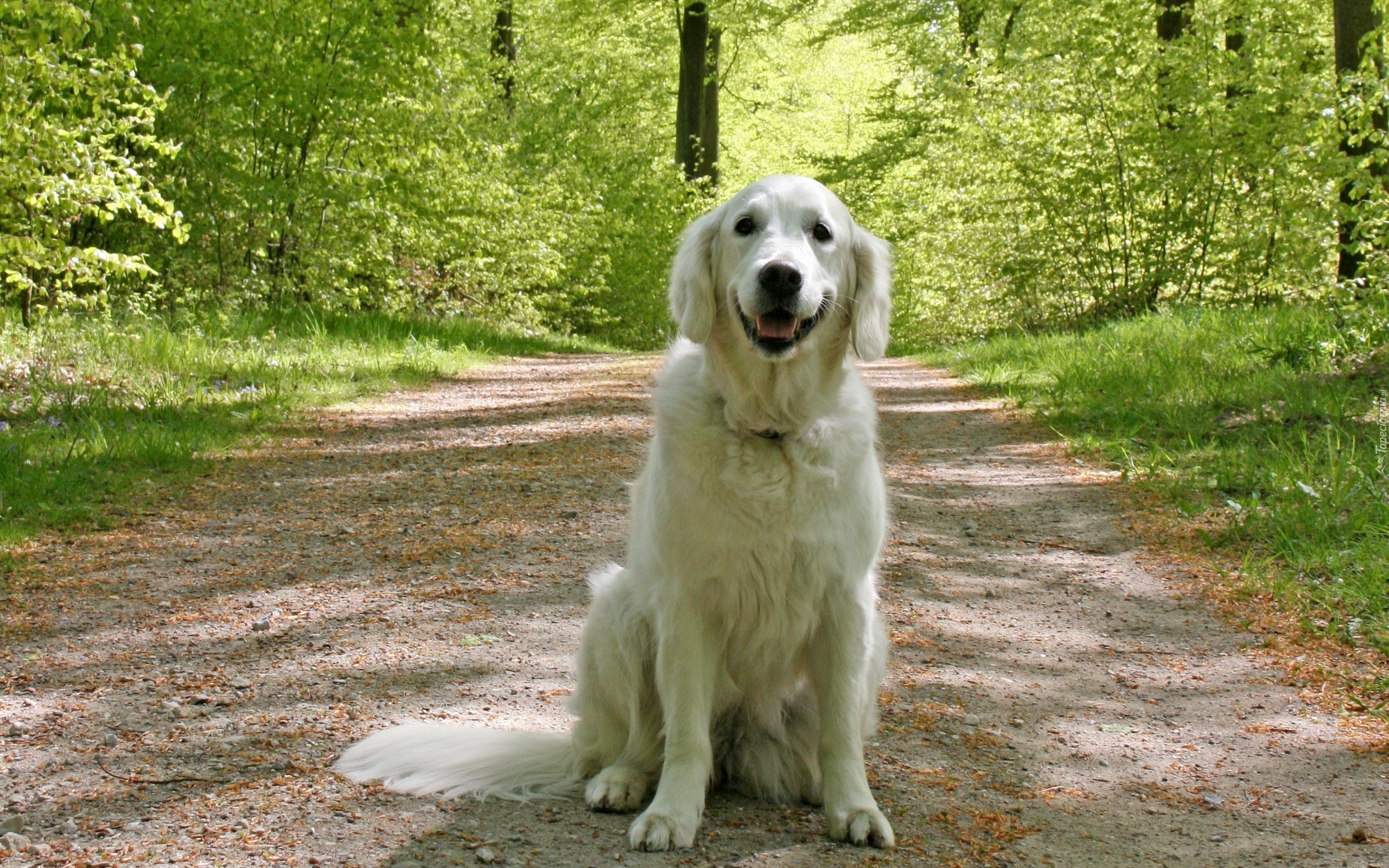 Pies, Las, Droga, Golden Retriever