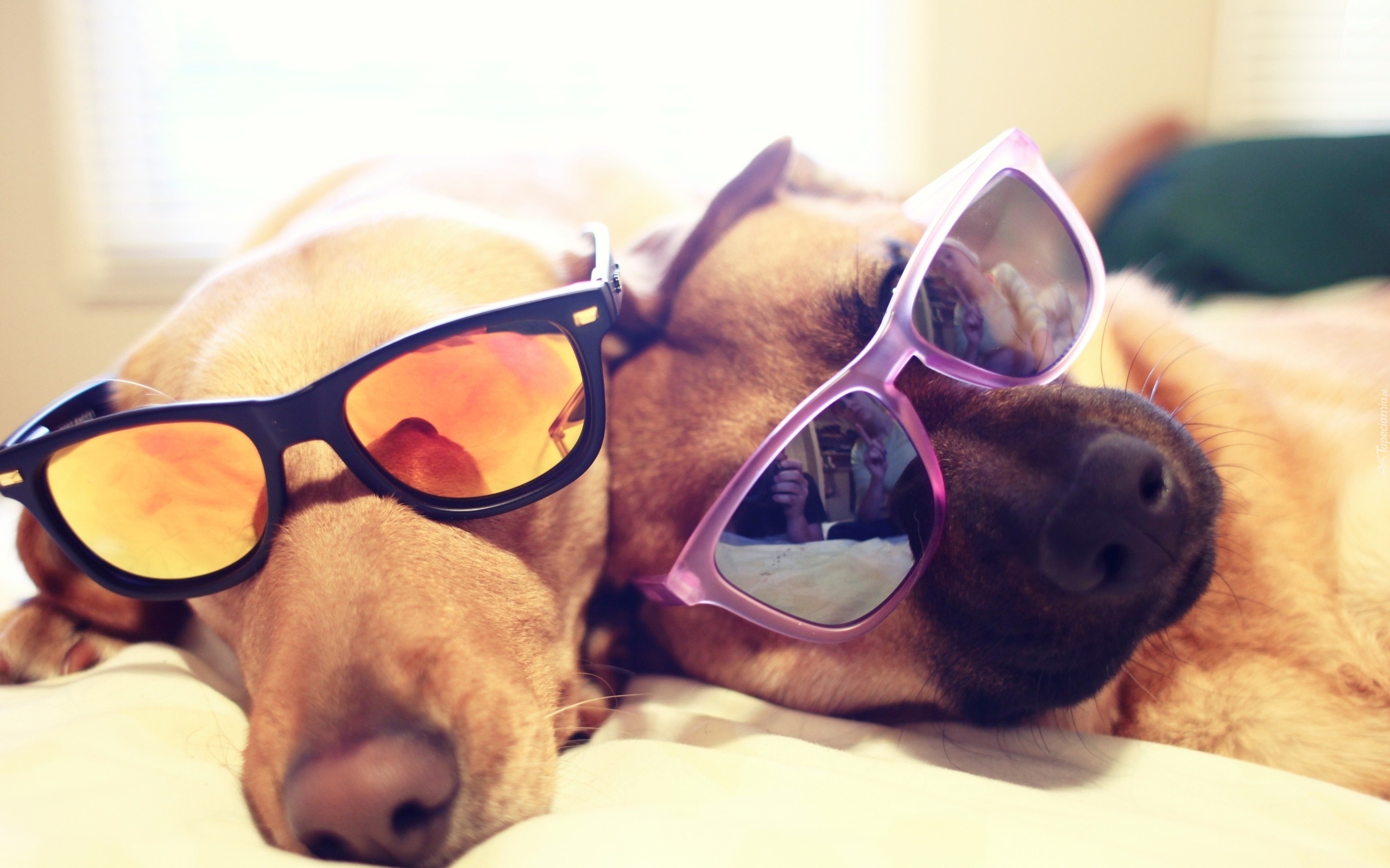 Dwa, Psy, Okulary, Słoneczne