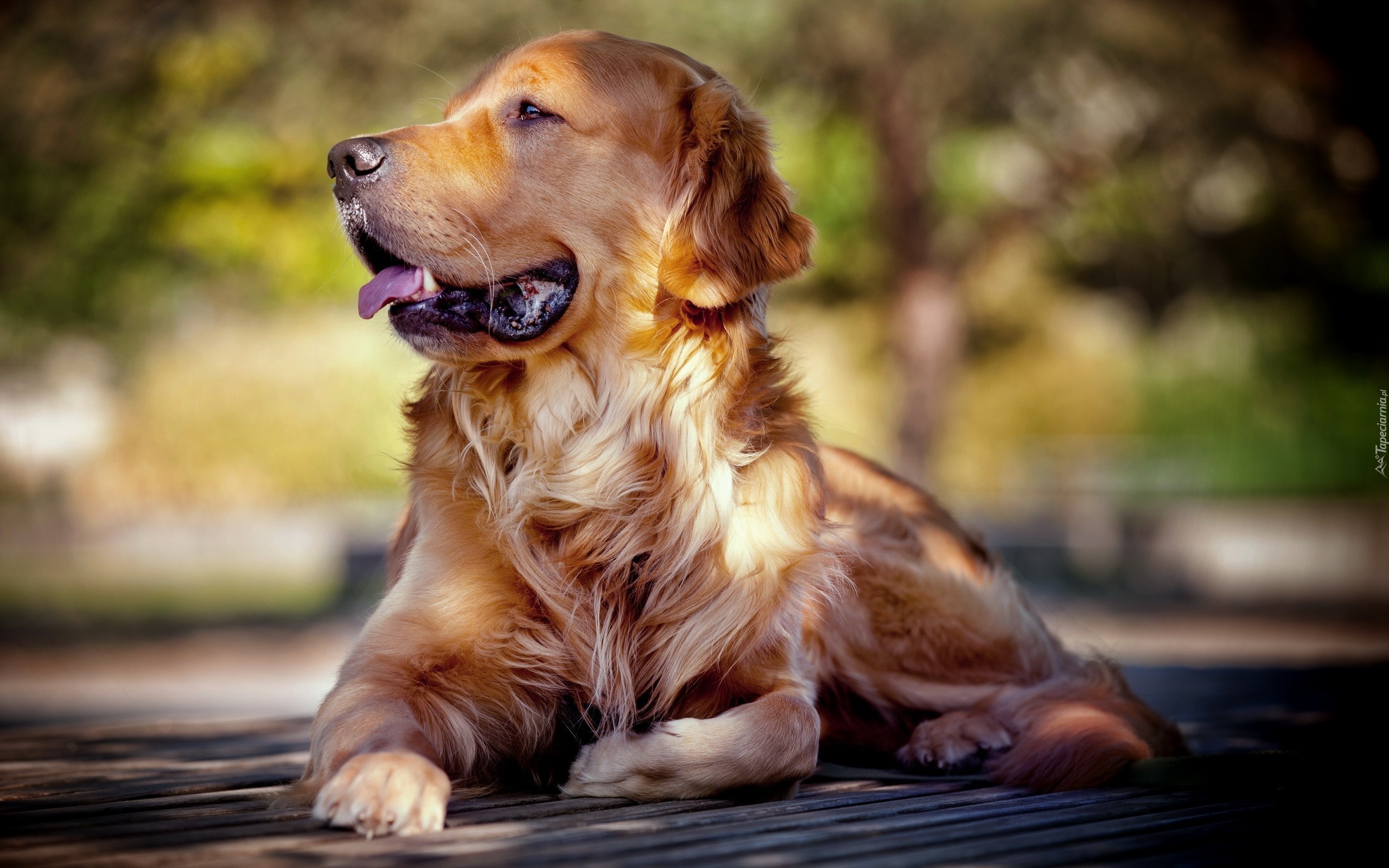 Zdyszany, Golden, Retriever