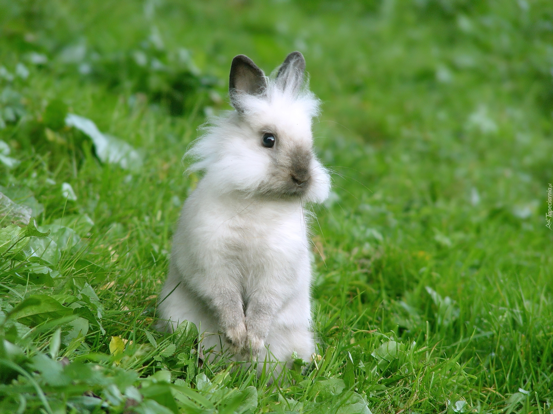 Зайку кролика. Кролик Герлион. Белый кролик. Маленькие кролики.