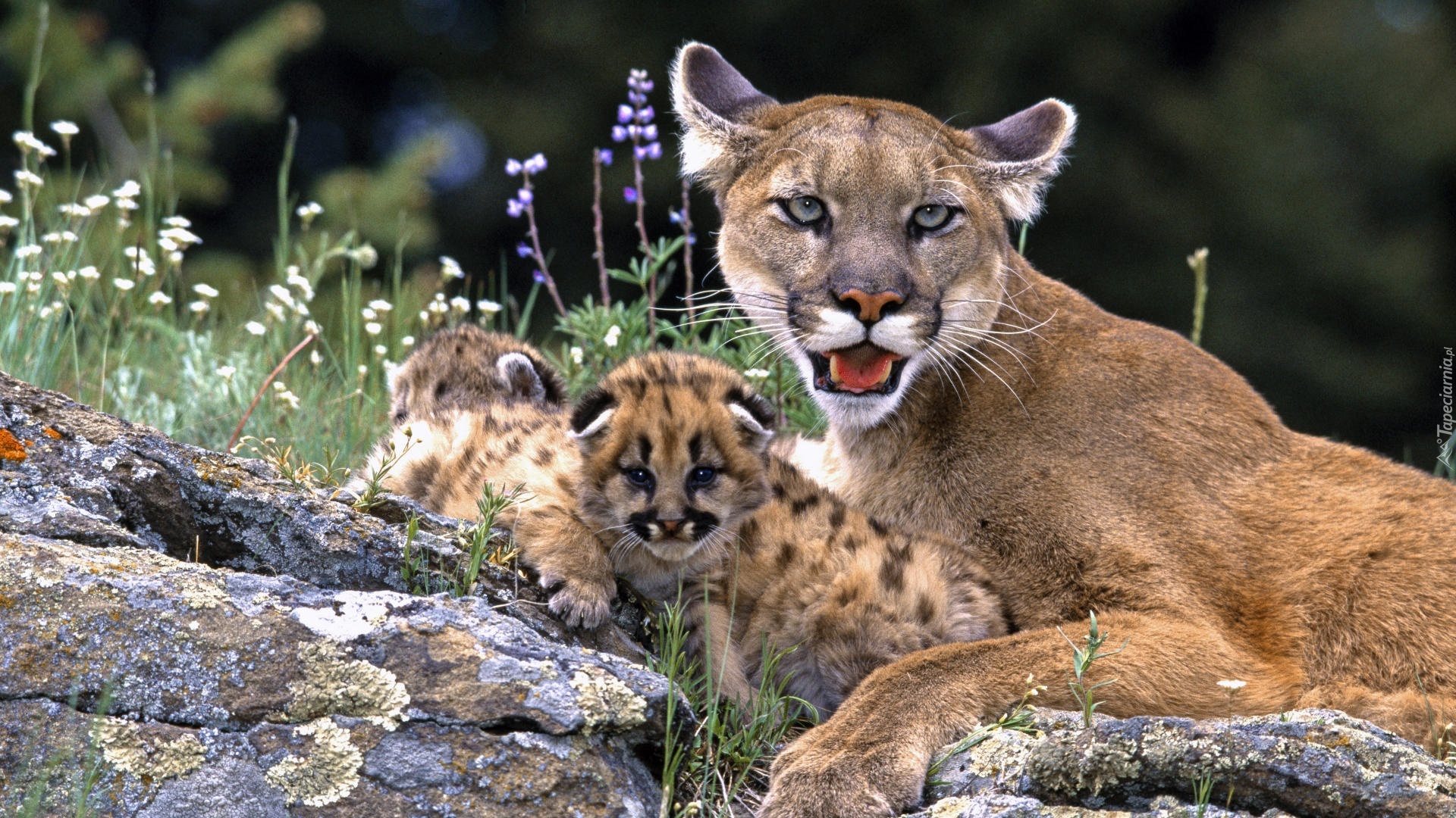 Puma, Małe