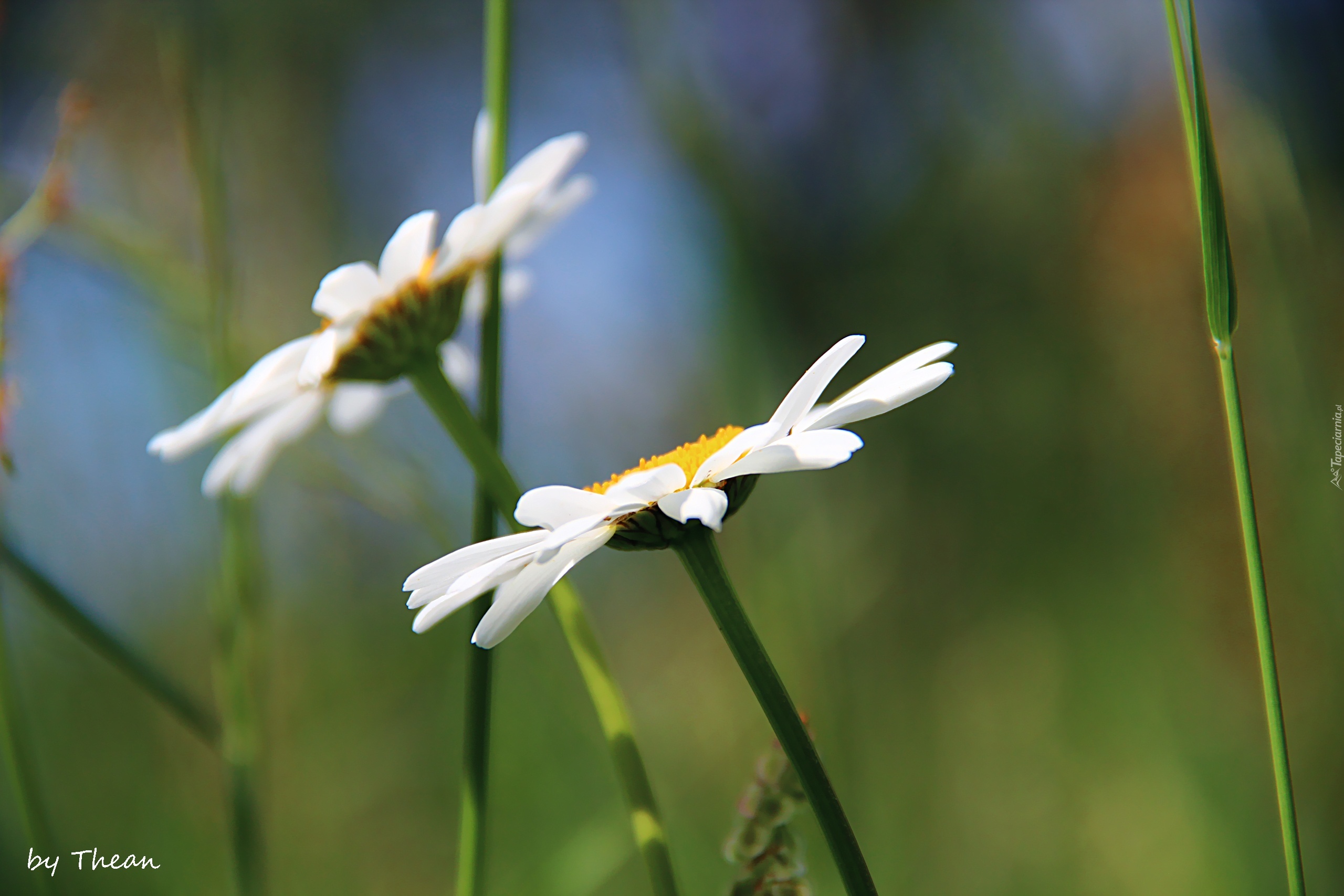 Margerytki, Kwiaty