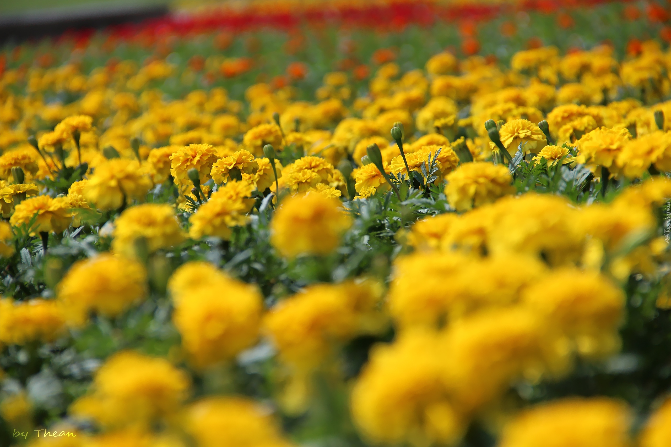 Żółte, Kwiaty, Turki, Aksamitki