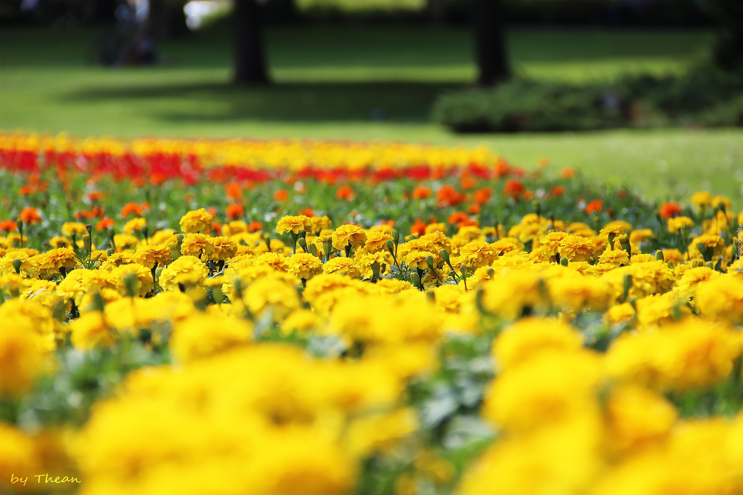 Turki, Aksamitki, Park