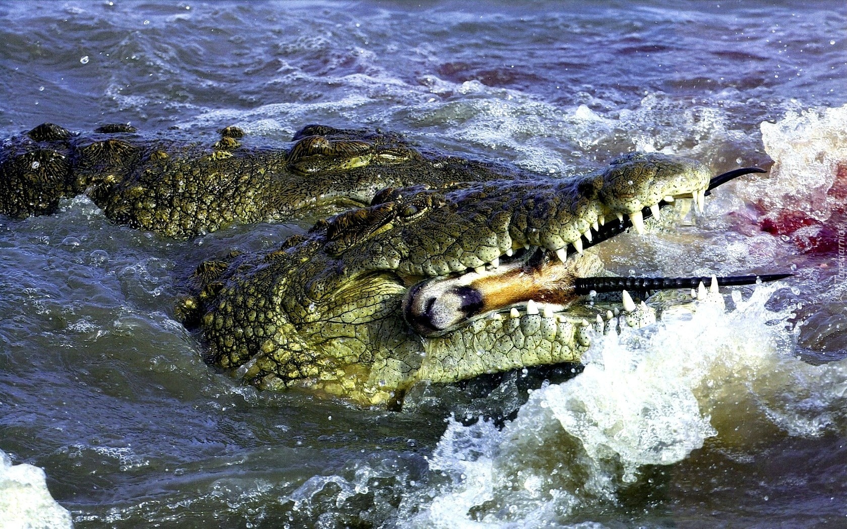 Схватка крокодилов. Гребнистый крокодил охота. Гребнистый крокодил в море. Морские крокодилы на Соломоновых островах.