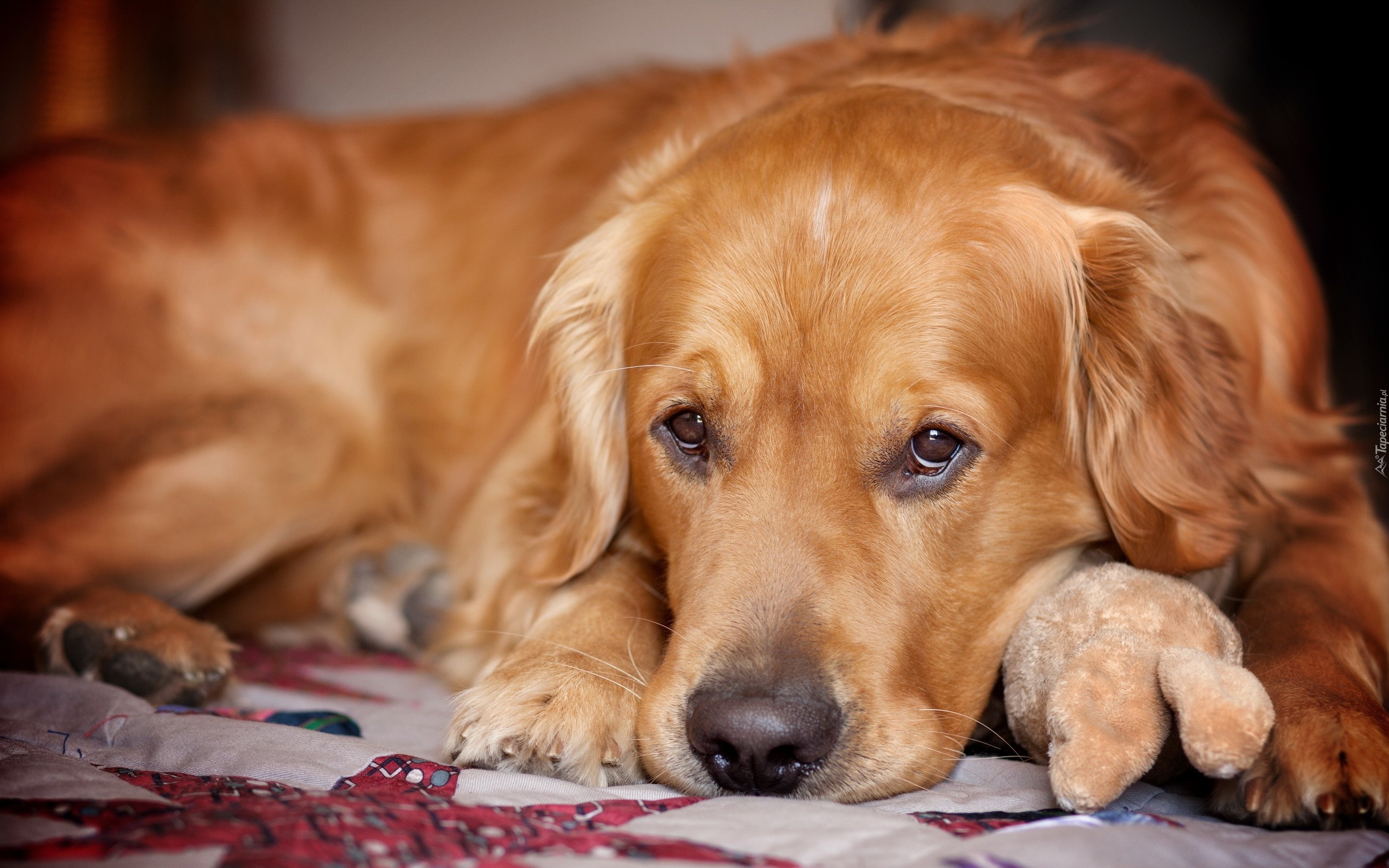 Golden, Retriever, Maskotka, Spojrzenie