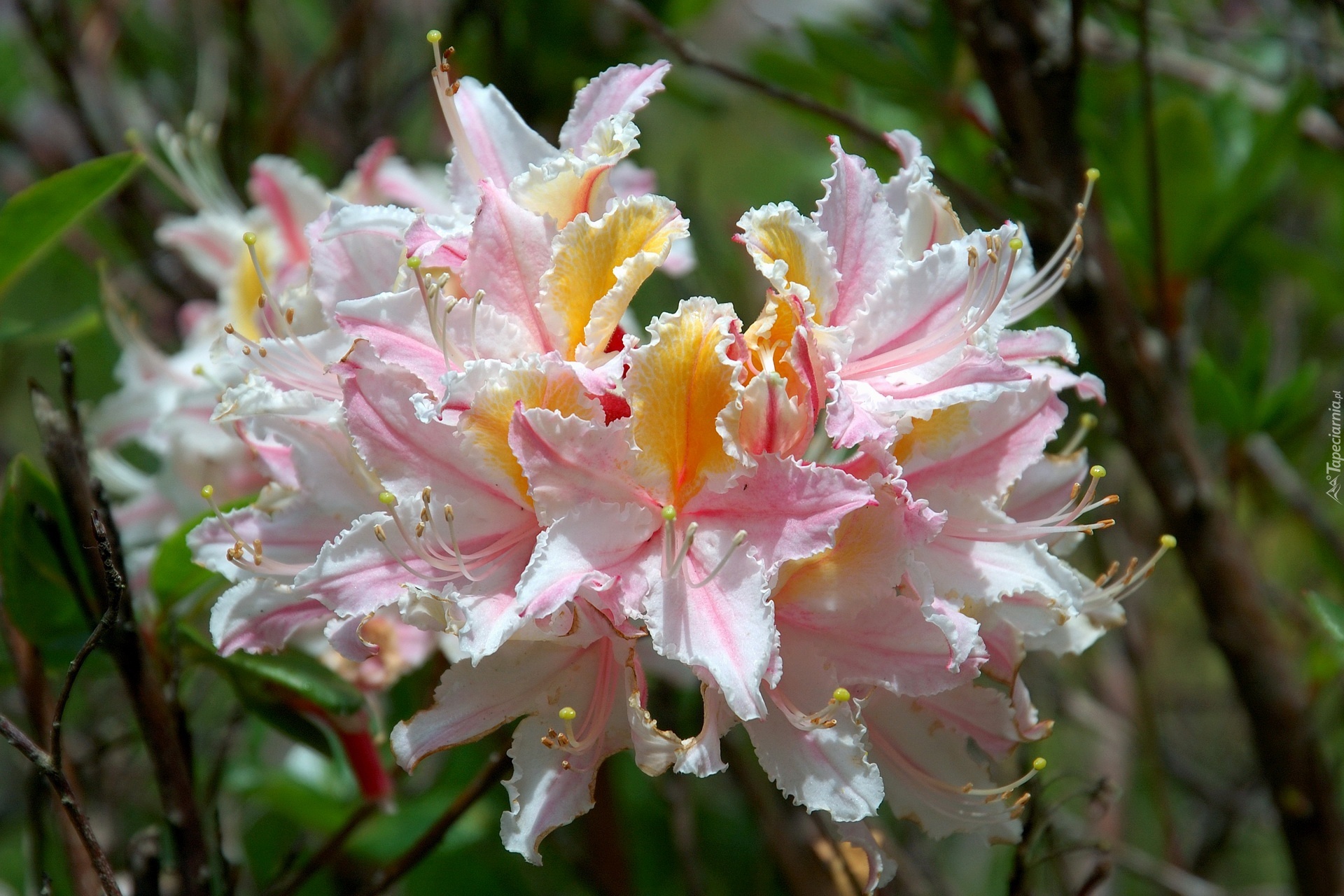 Różanecznik, Zachodni, Rhododendron, Occidentale