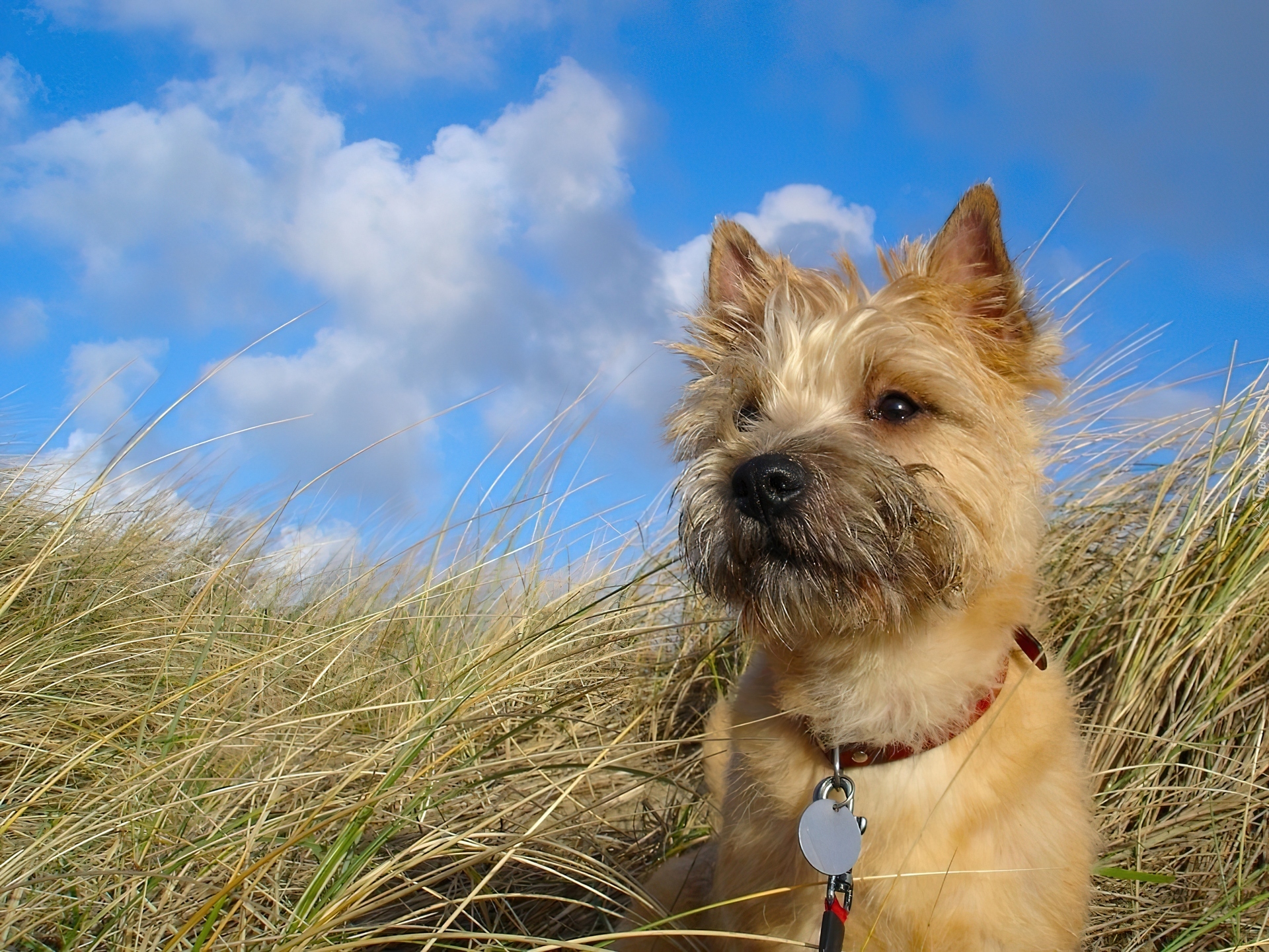 Trawa, Cairn Terrier