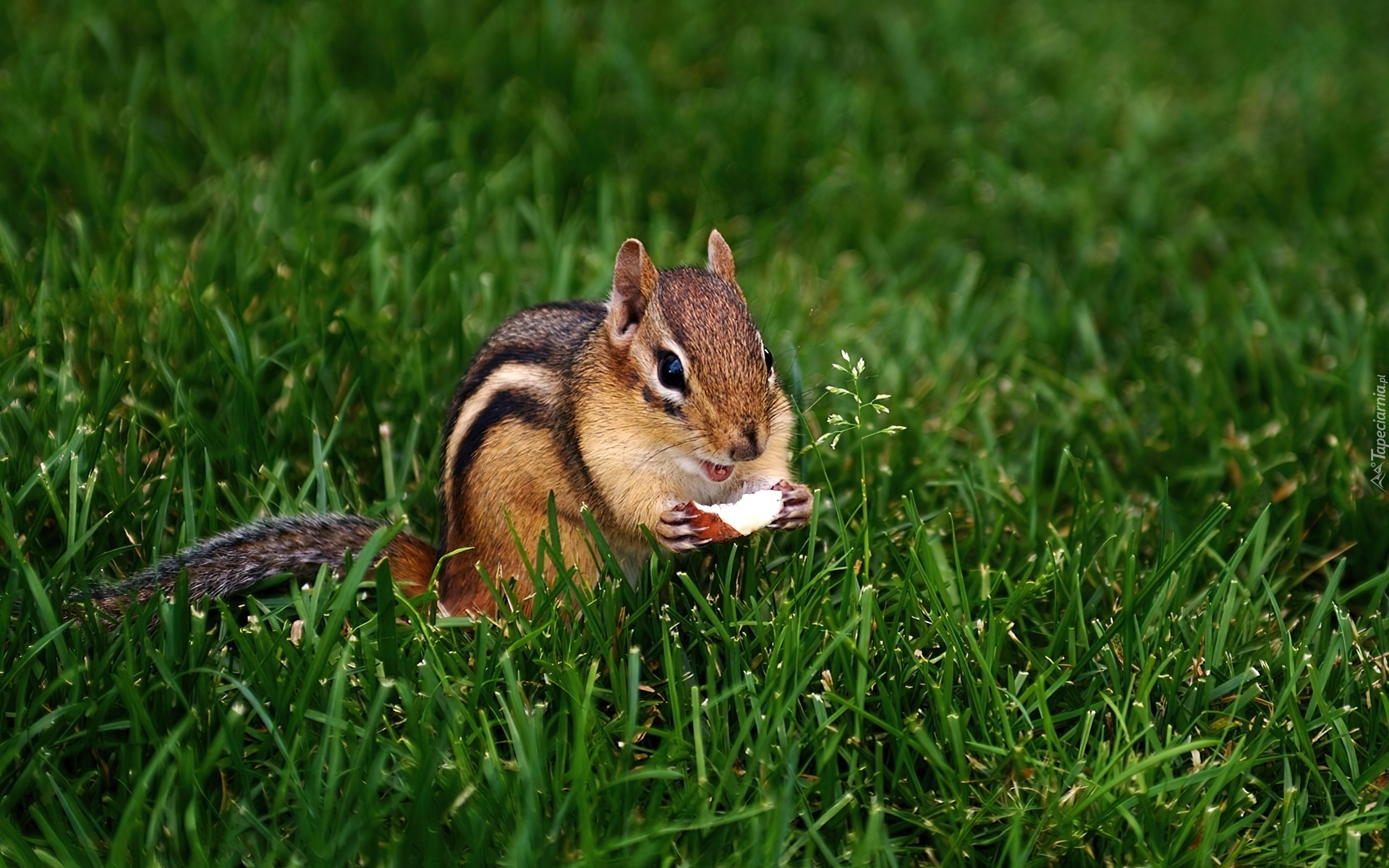 Chipmunk, Jabłuszko, Trawa