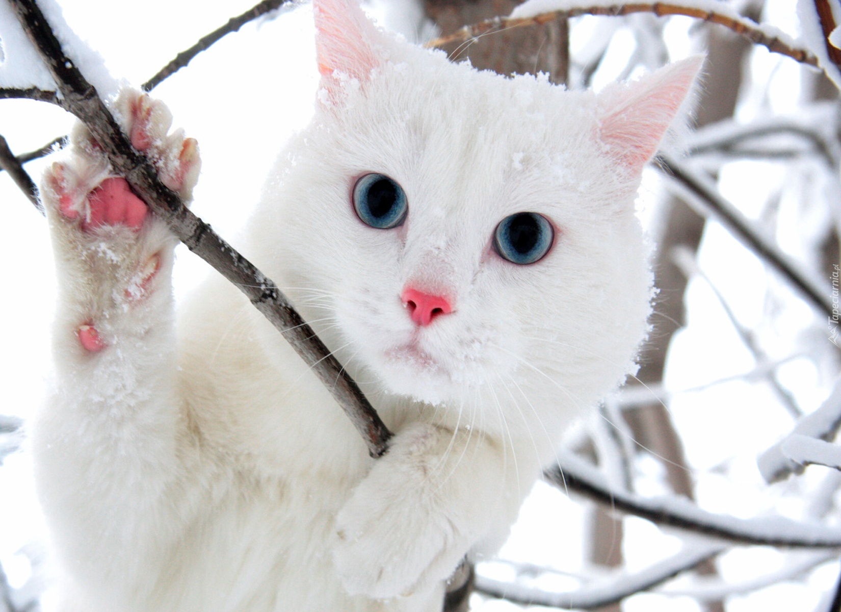 Biały, Kot, Gałązki