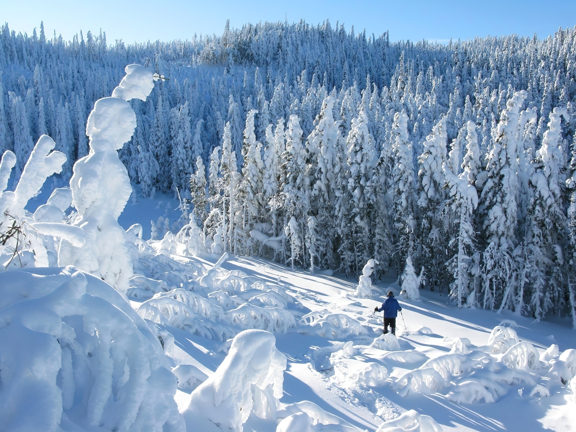 Las, Śnieg, Narciarz