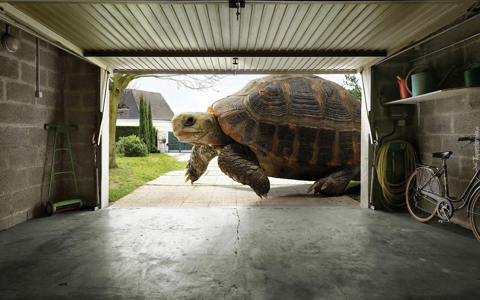 Żółw, Gigant, Garaż