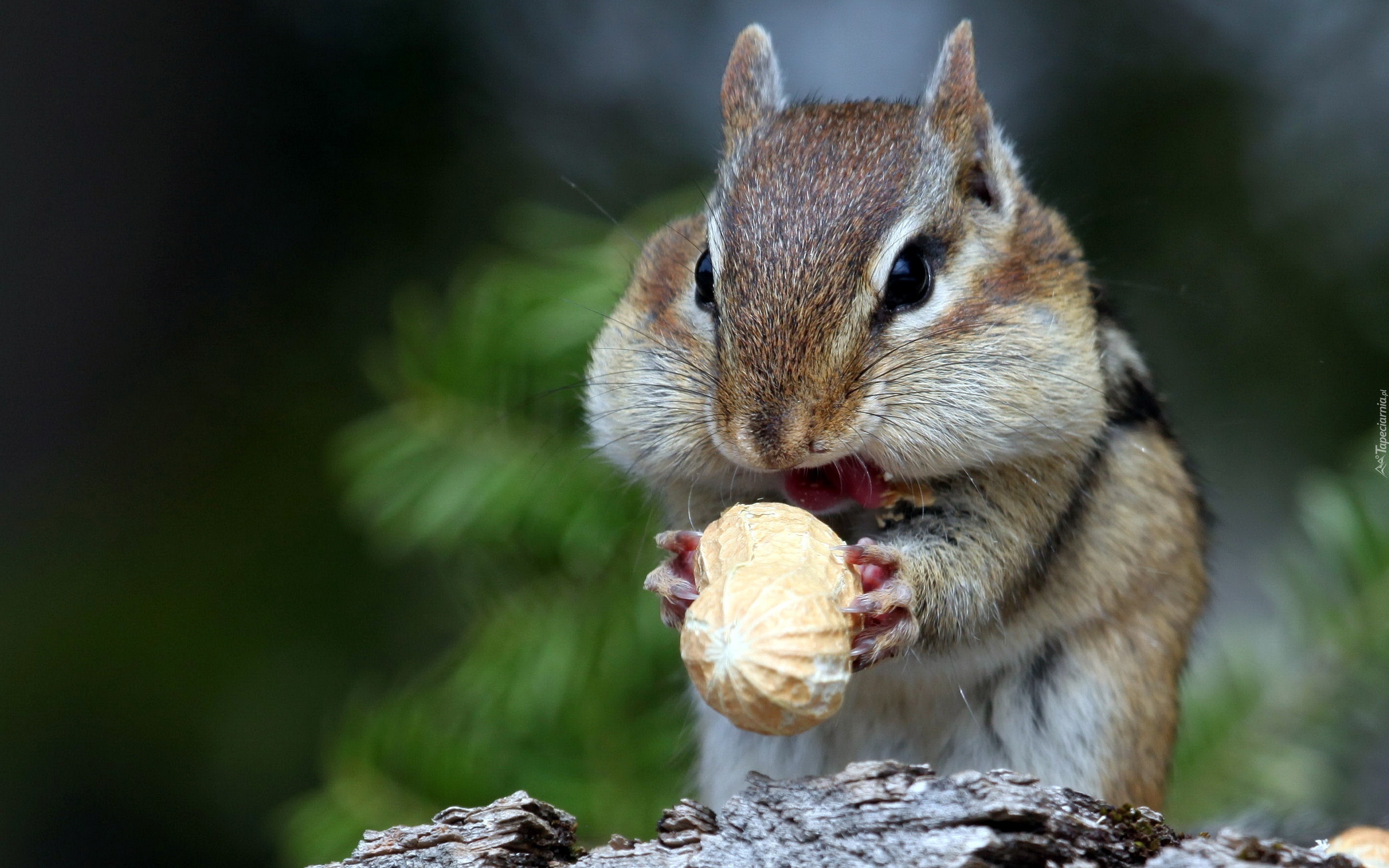 Chipmunk, Orzeszek