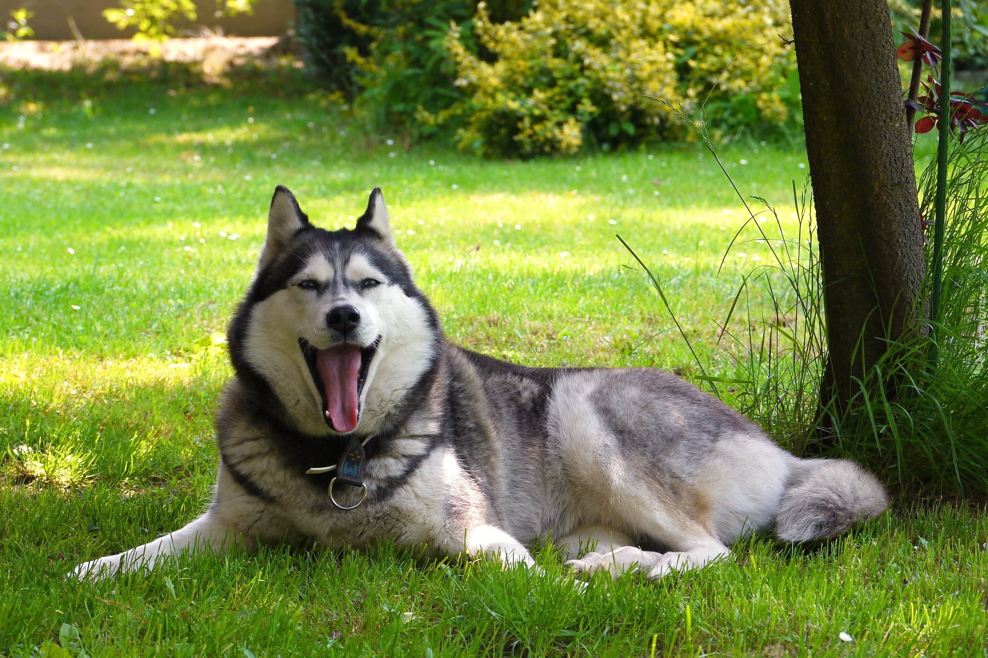 Husky, Język, Trawa, Drzewo