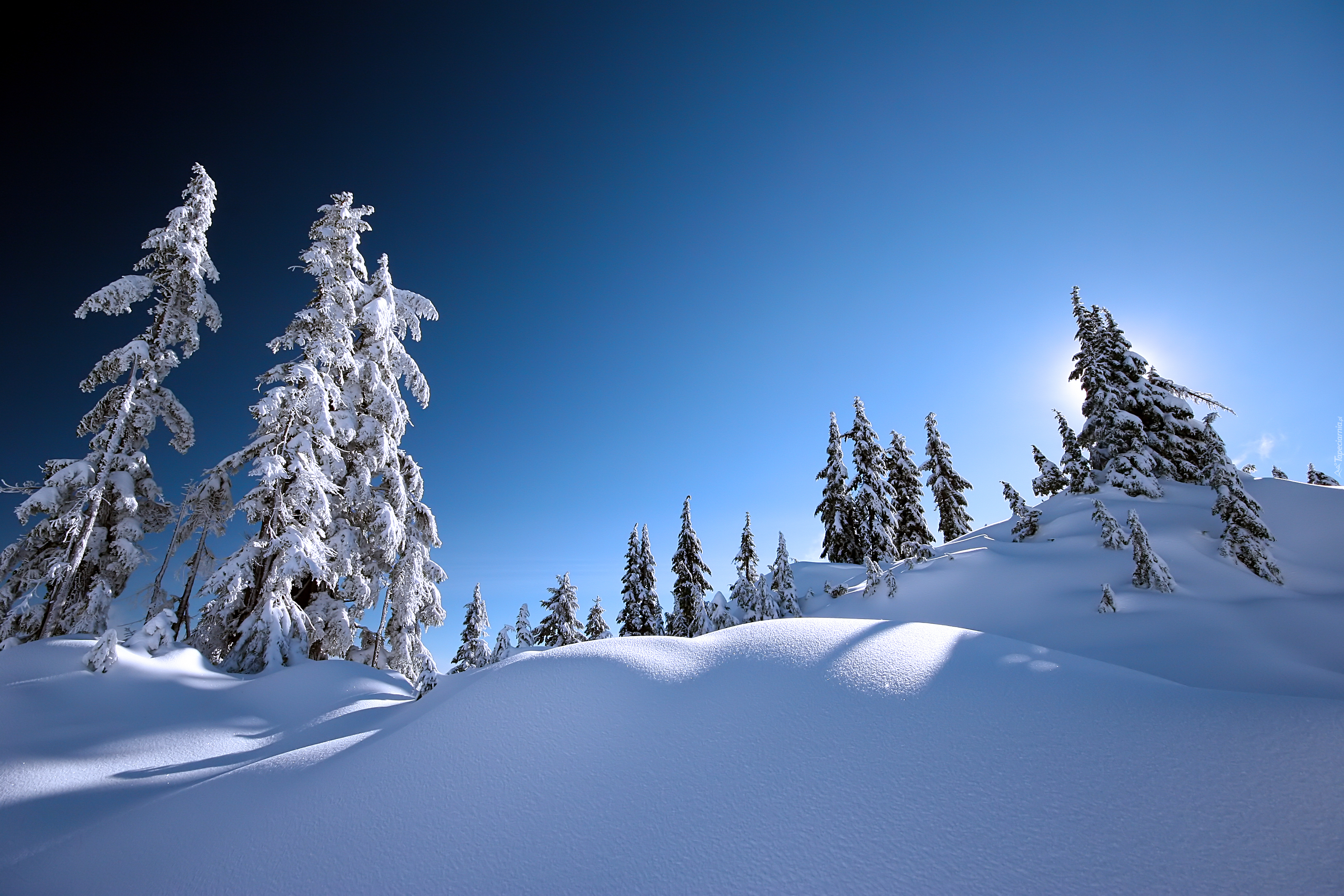 Drzewa, Śnieg, Niebo
