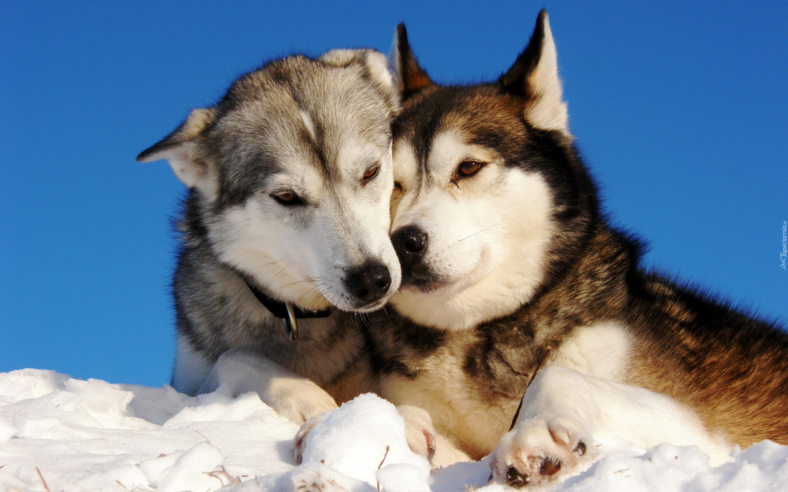 Siberian, Husky