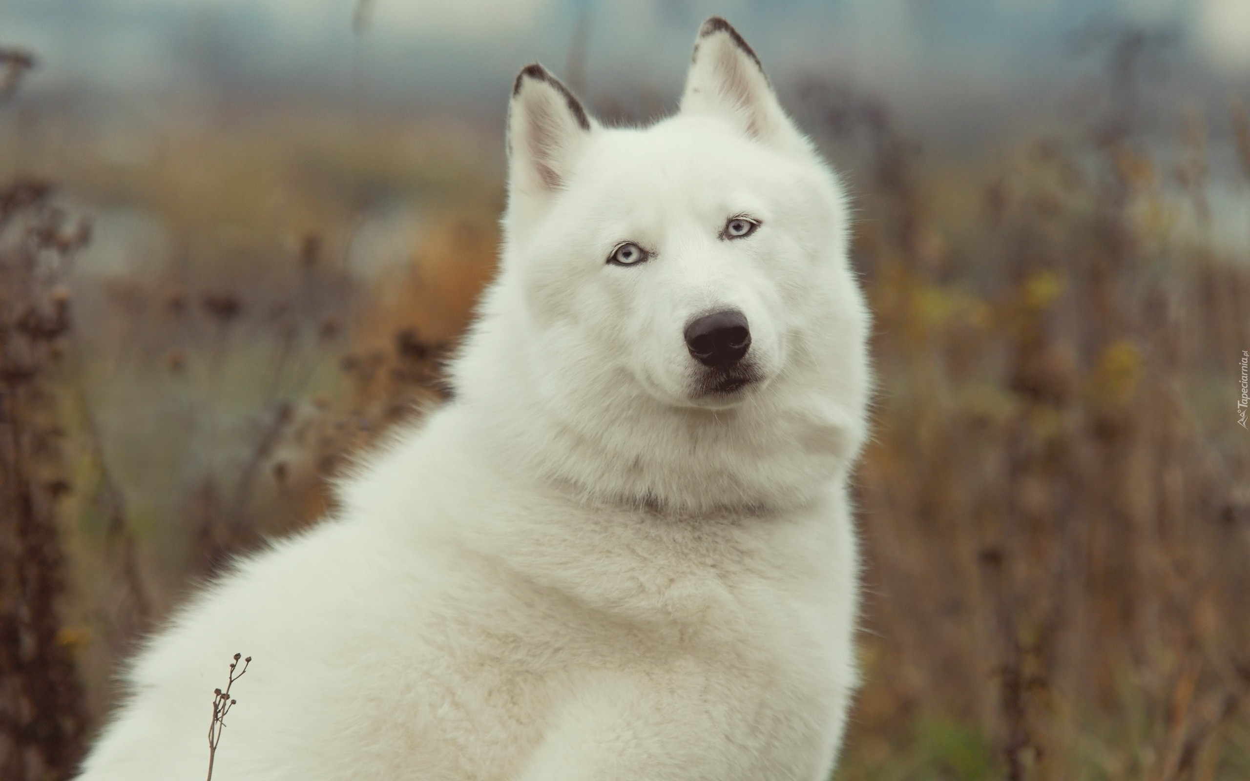 Biały, Siberian, Husky