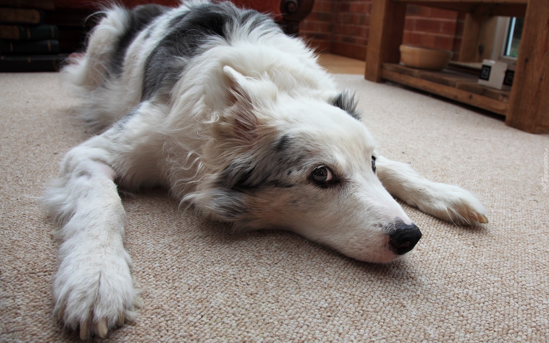 Border Collie, Dywan