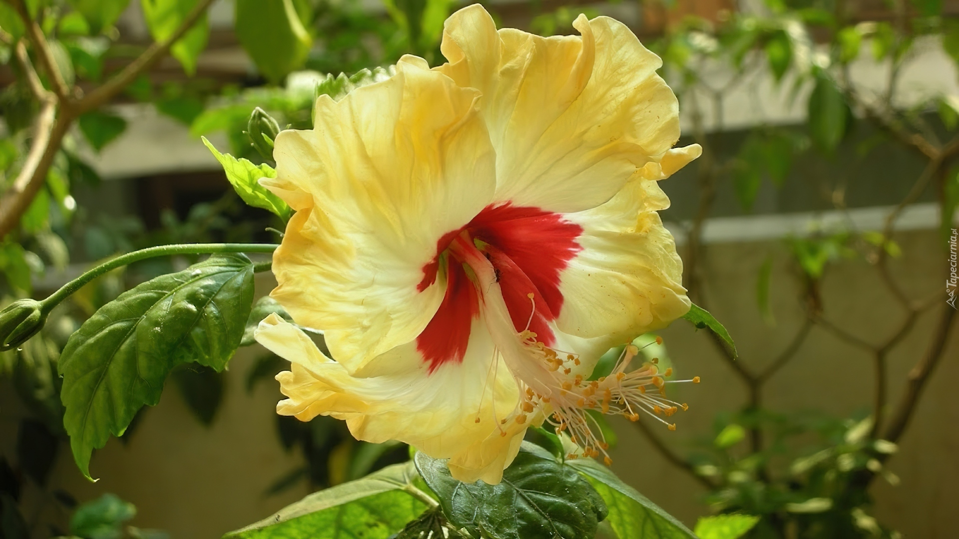 Zółty, Hibiskus