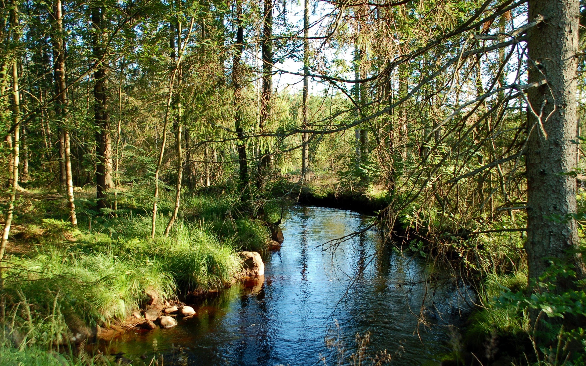 Drzewa, Trawy, Rzeka