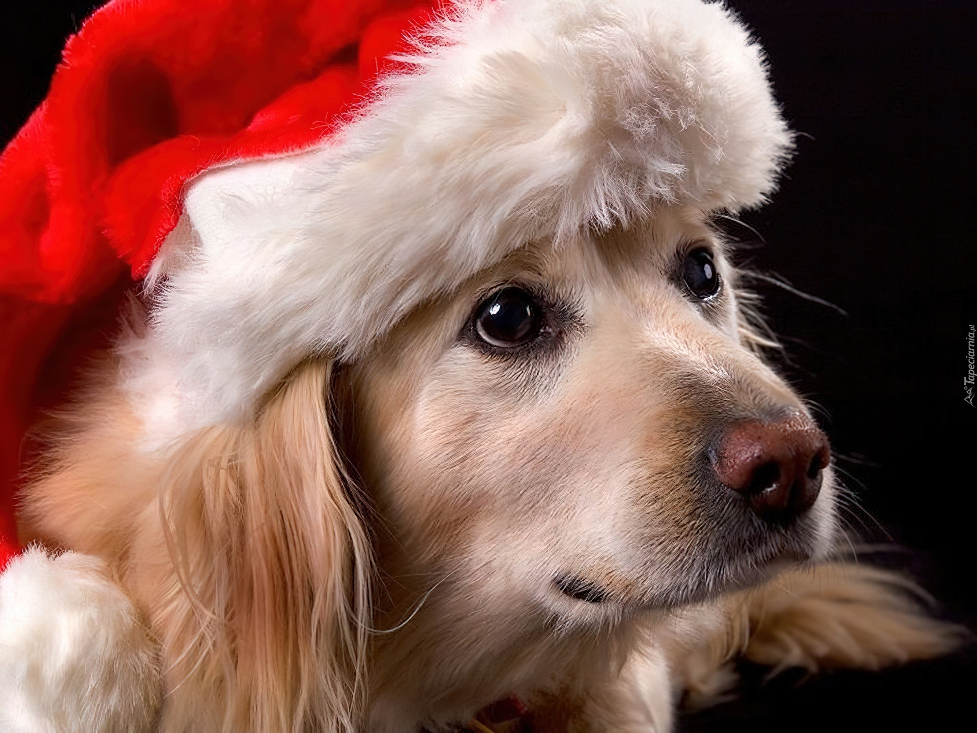 Pies, Golden retriever, Czapka, Mikołaja
