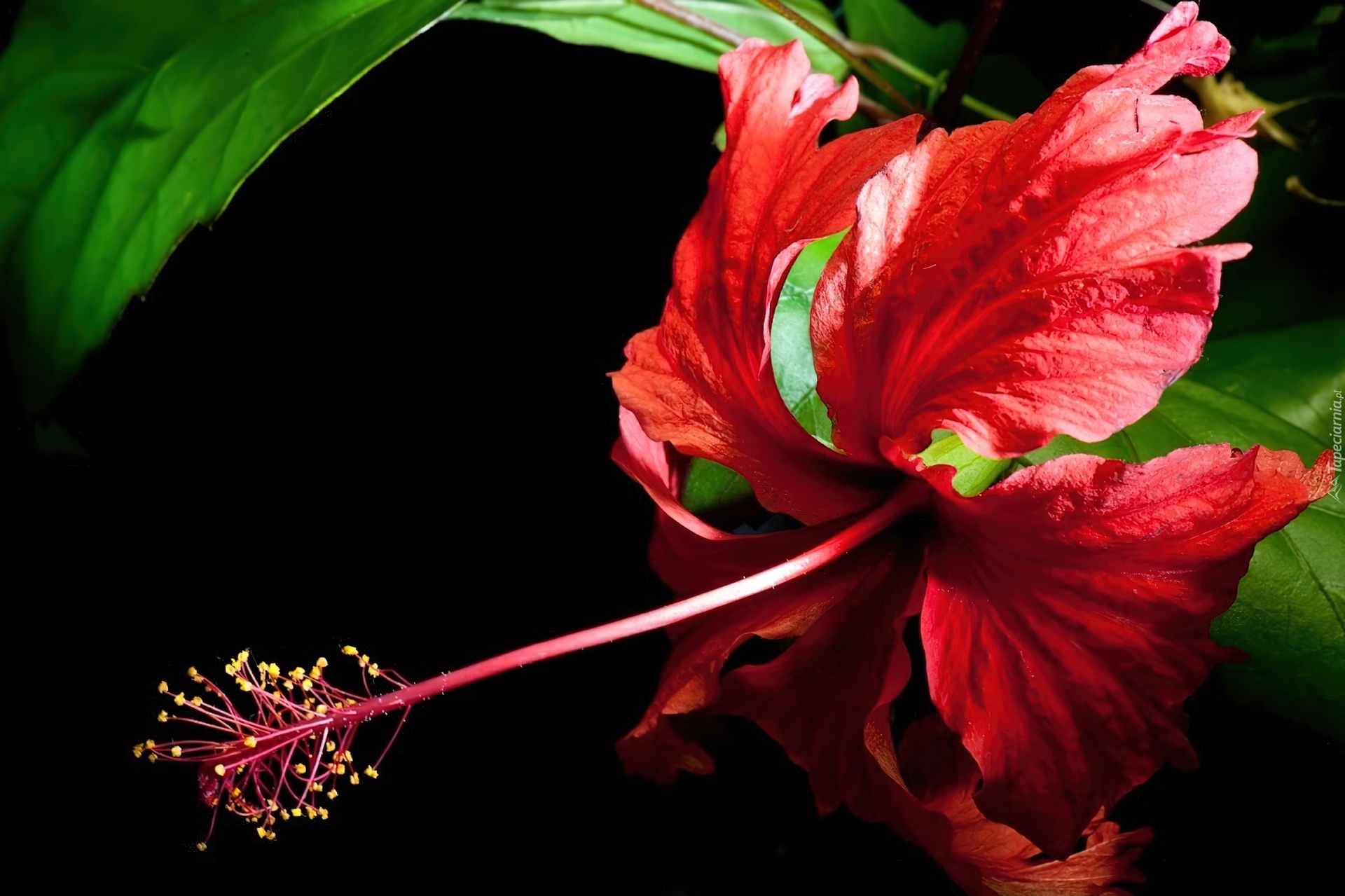 Hibiscus