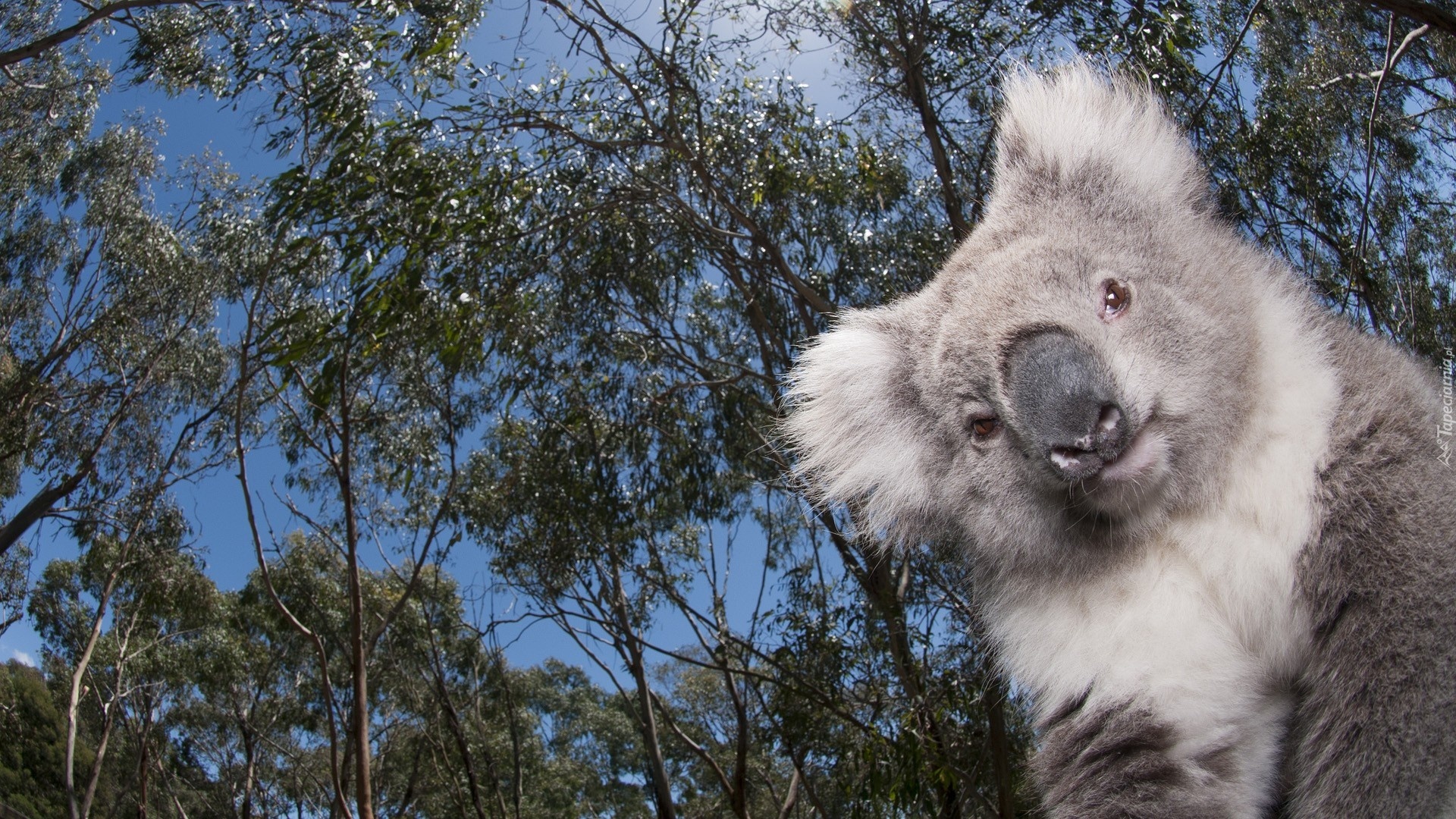 Miś, Koala, Drzewa