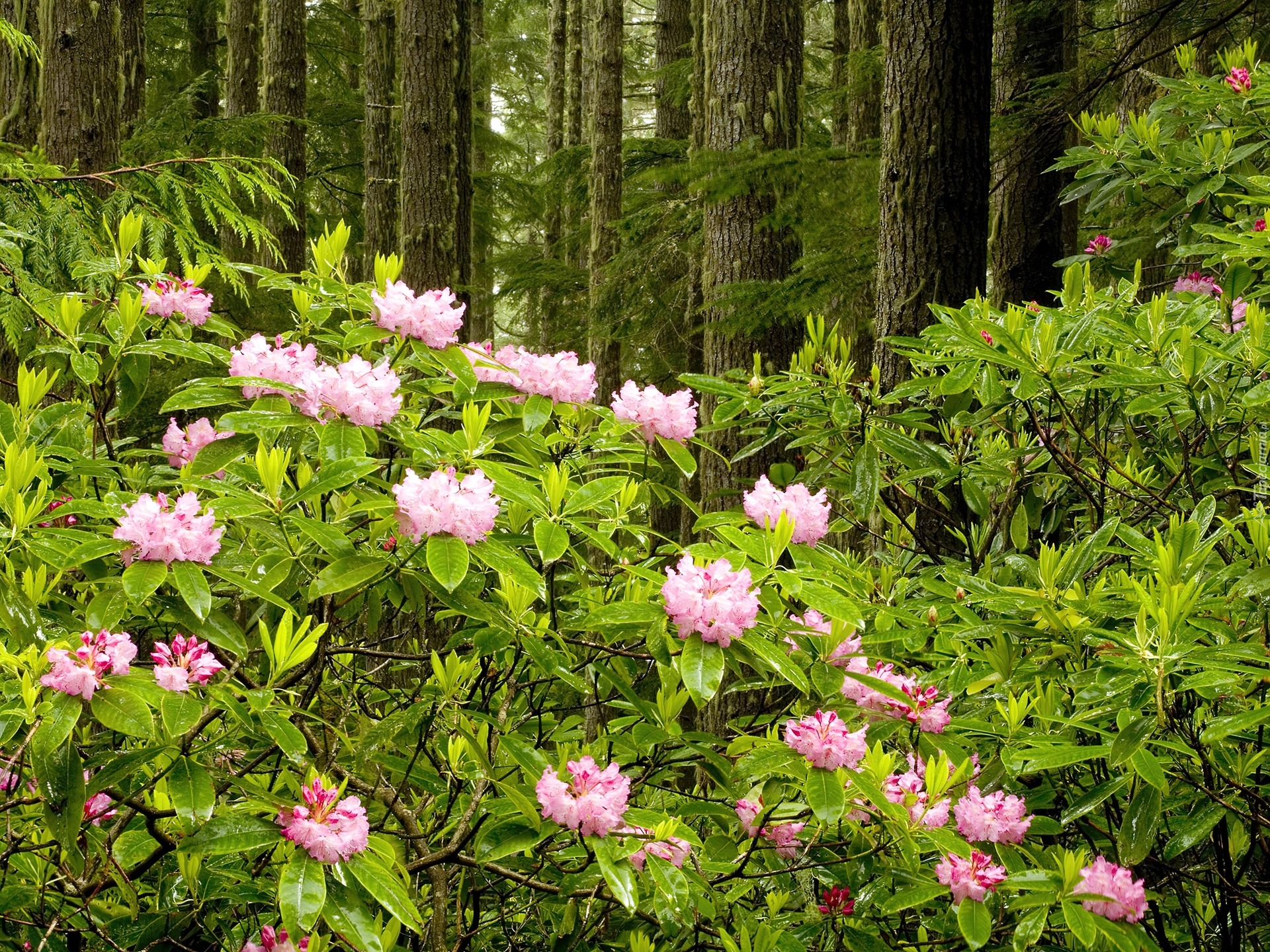 Las, Rododendron