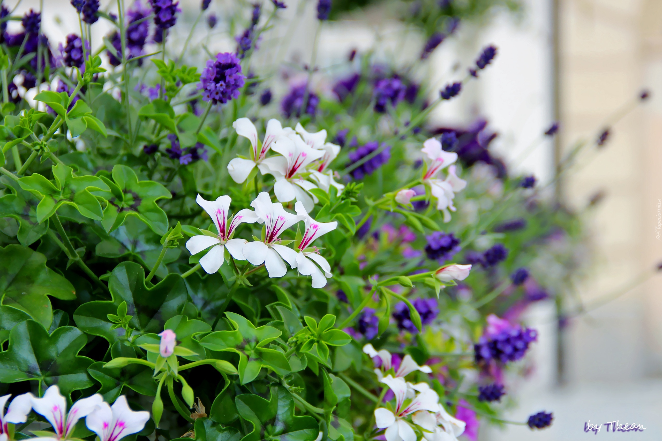 Białe, Pelargonie, Lawenda