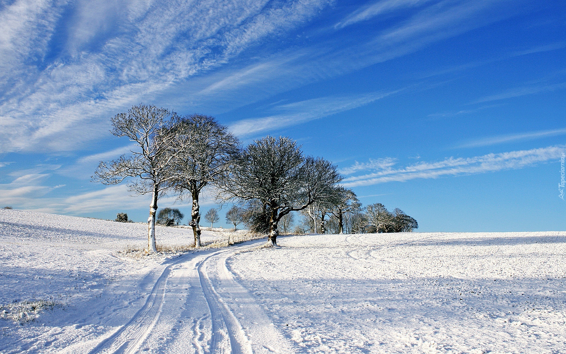 Śnieg, Droga, Drzewa, Błękitne, Nieboo
