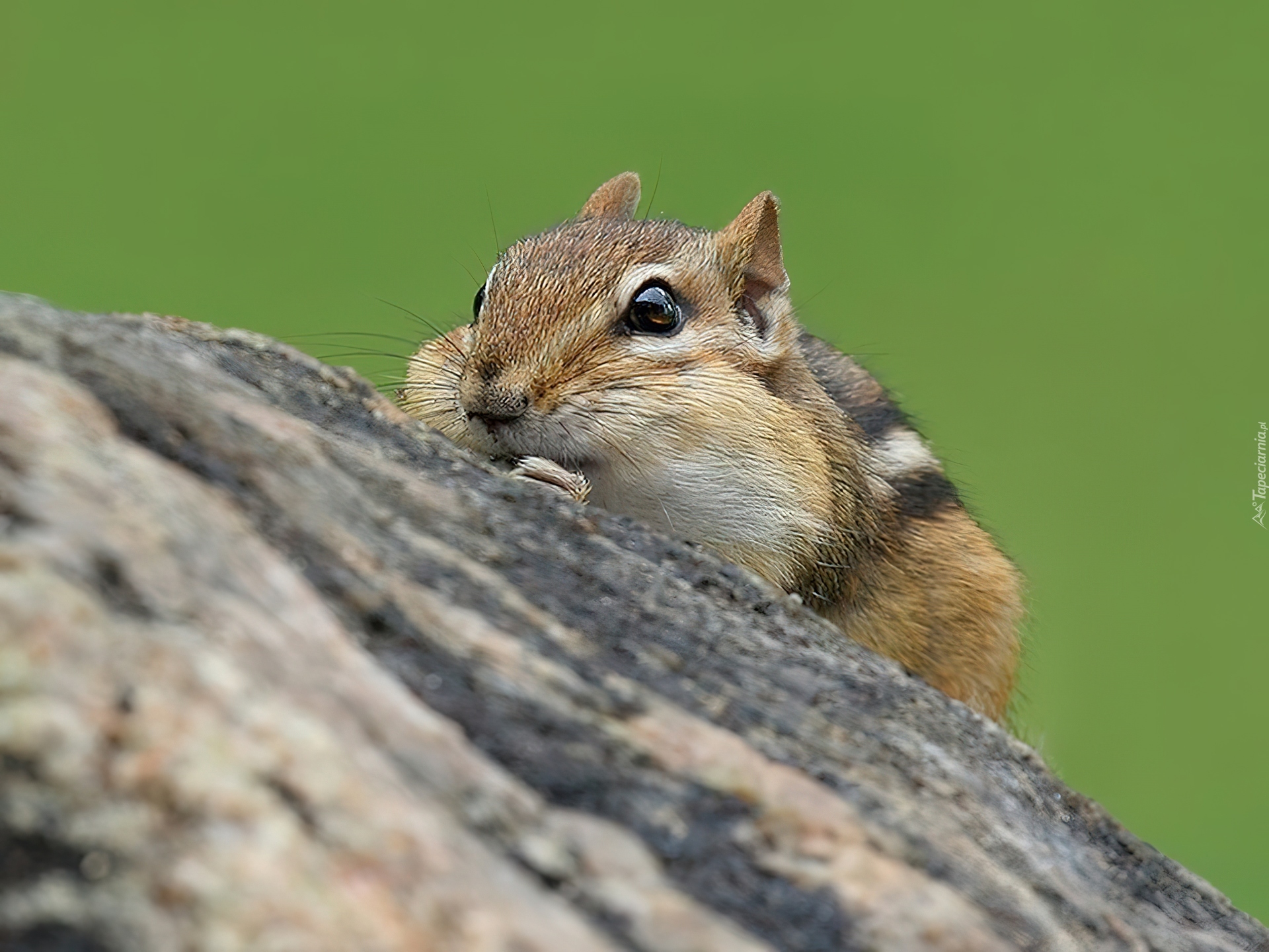 Chipmunk, Drzewo