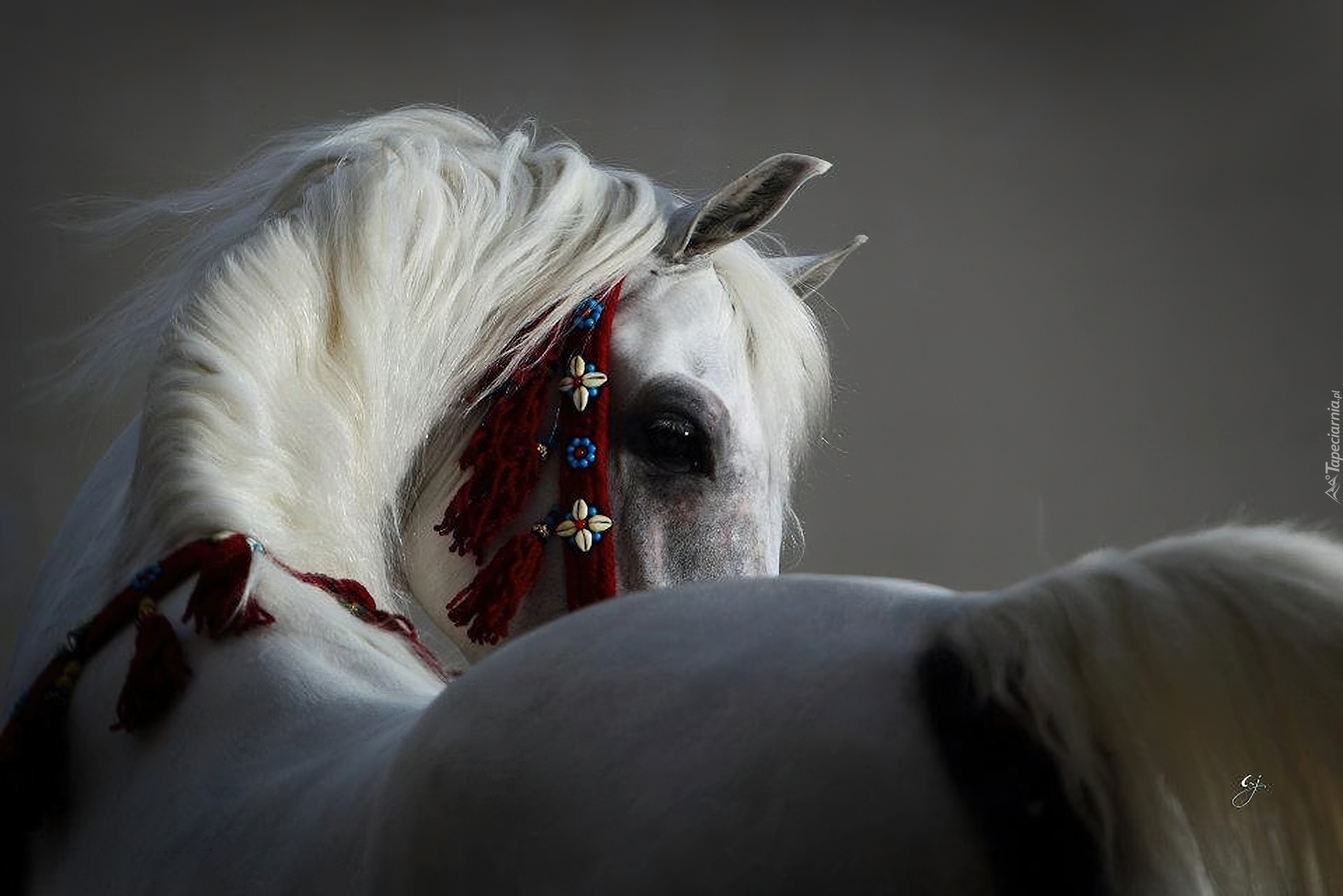 Лошадь в реальной жизни. Араб лошадь. Фотограф лошадей самый известный. Лошадь провокатор. Белый арабский конь с кровавыми пятнами.